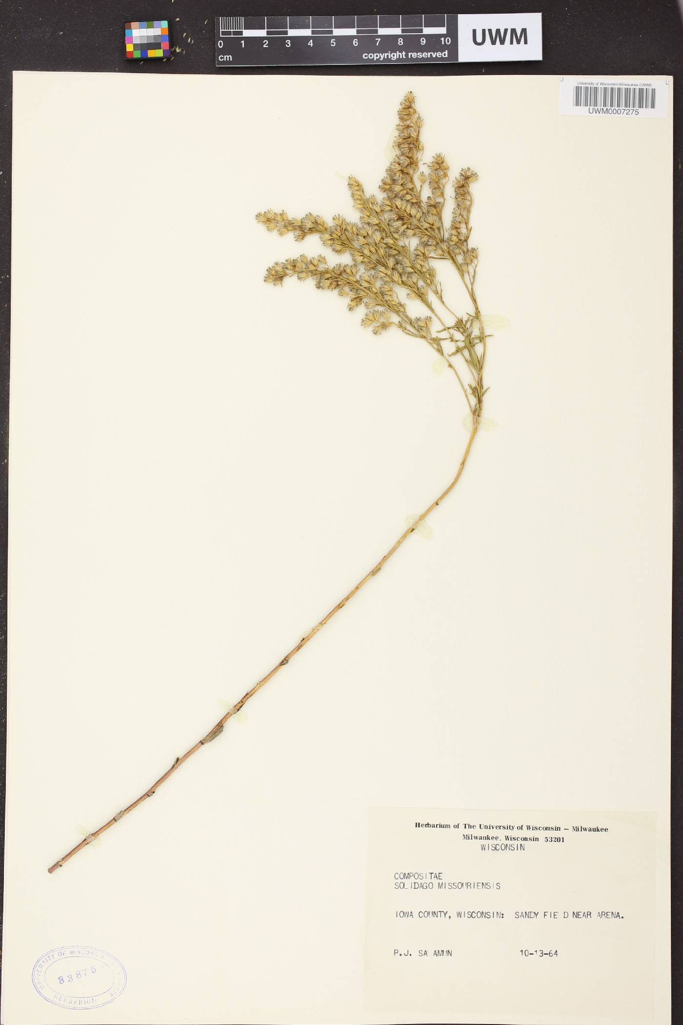Solidago missouriensis image