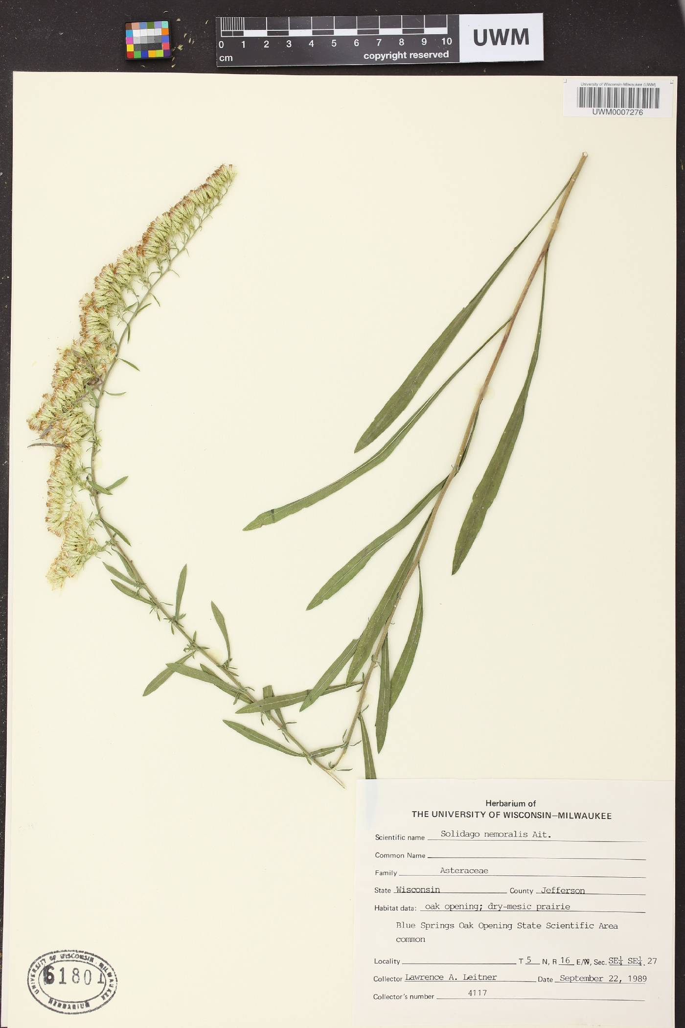 Solidago nemoralis image