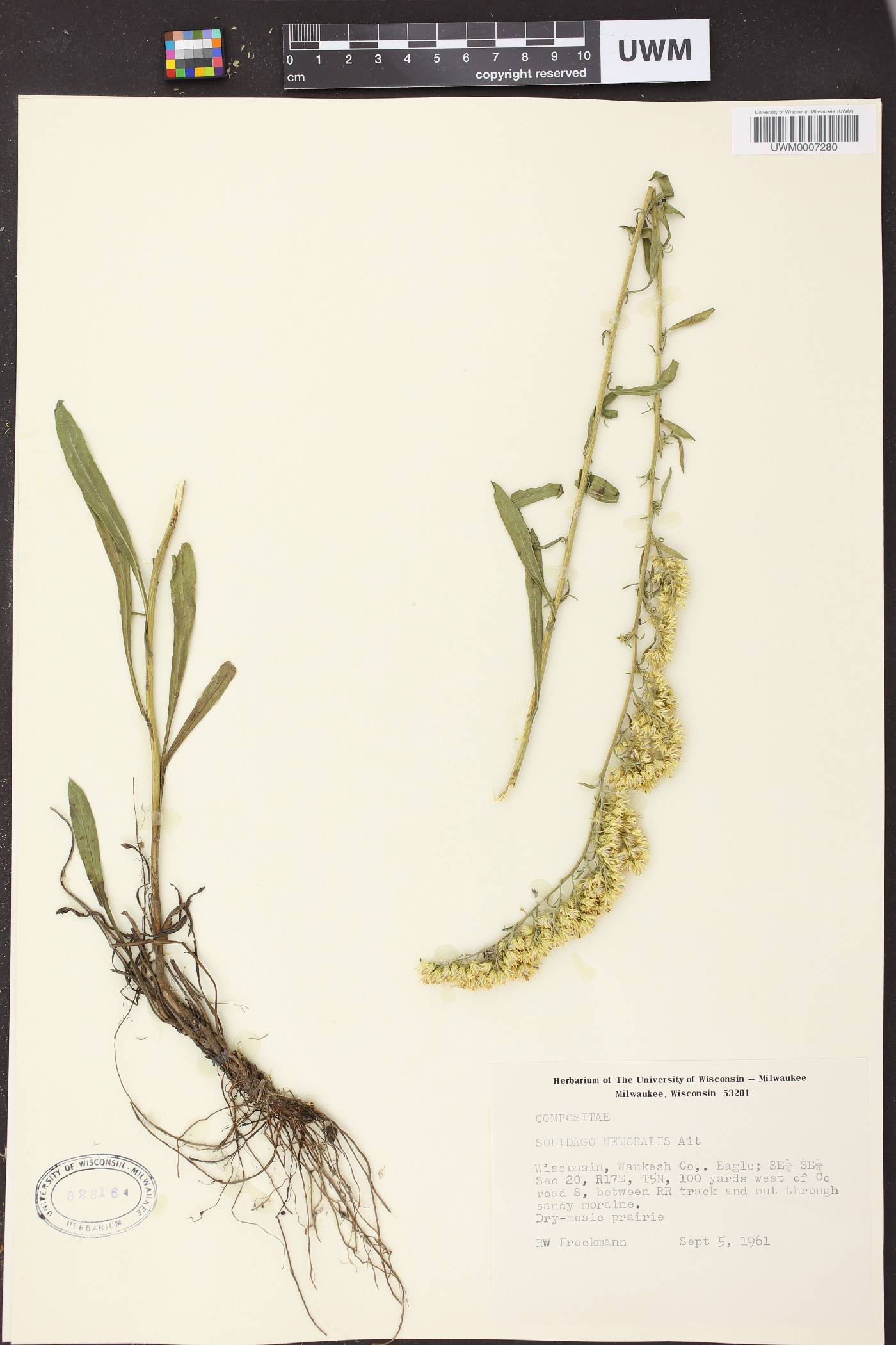 Solidago nemoralis image