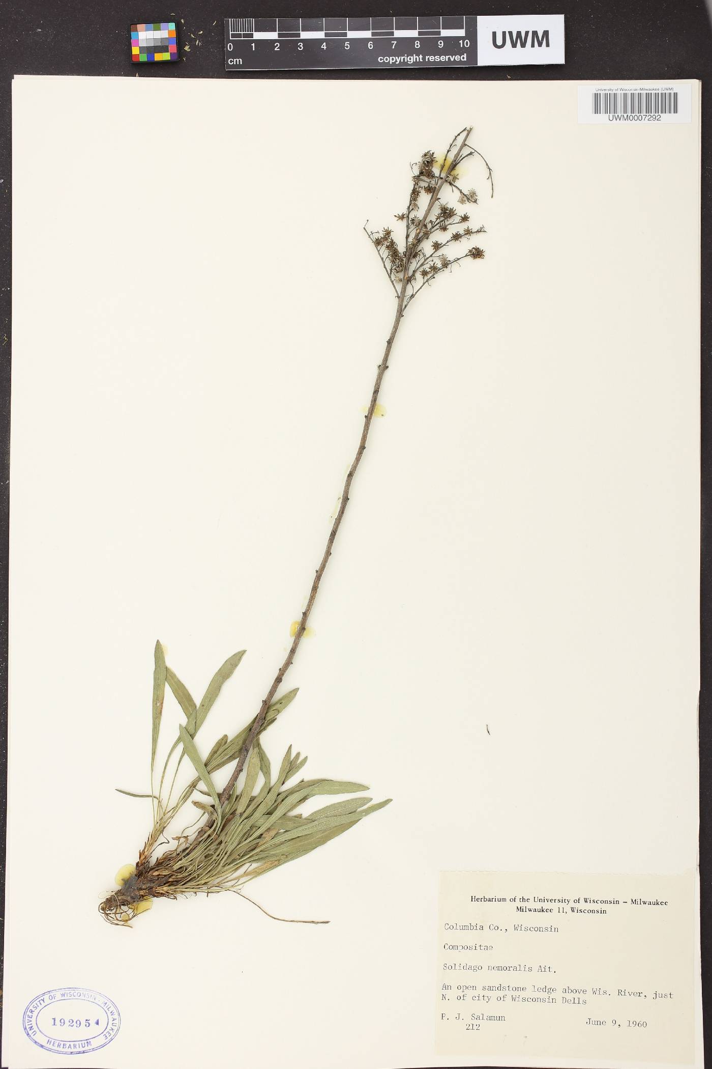 Solidago nemoralis image
