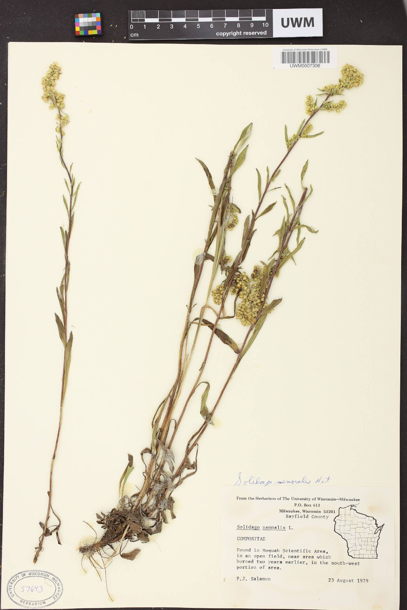 Solidago nemoralis image