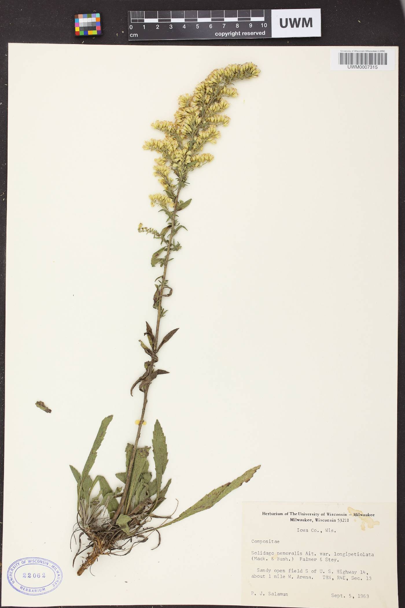Solidago nemoralis subsp. decemflora image