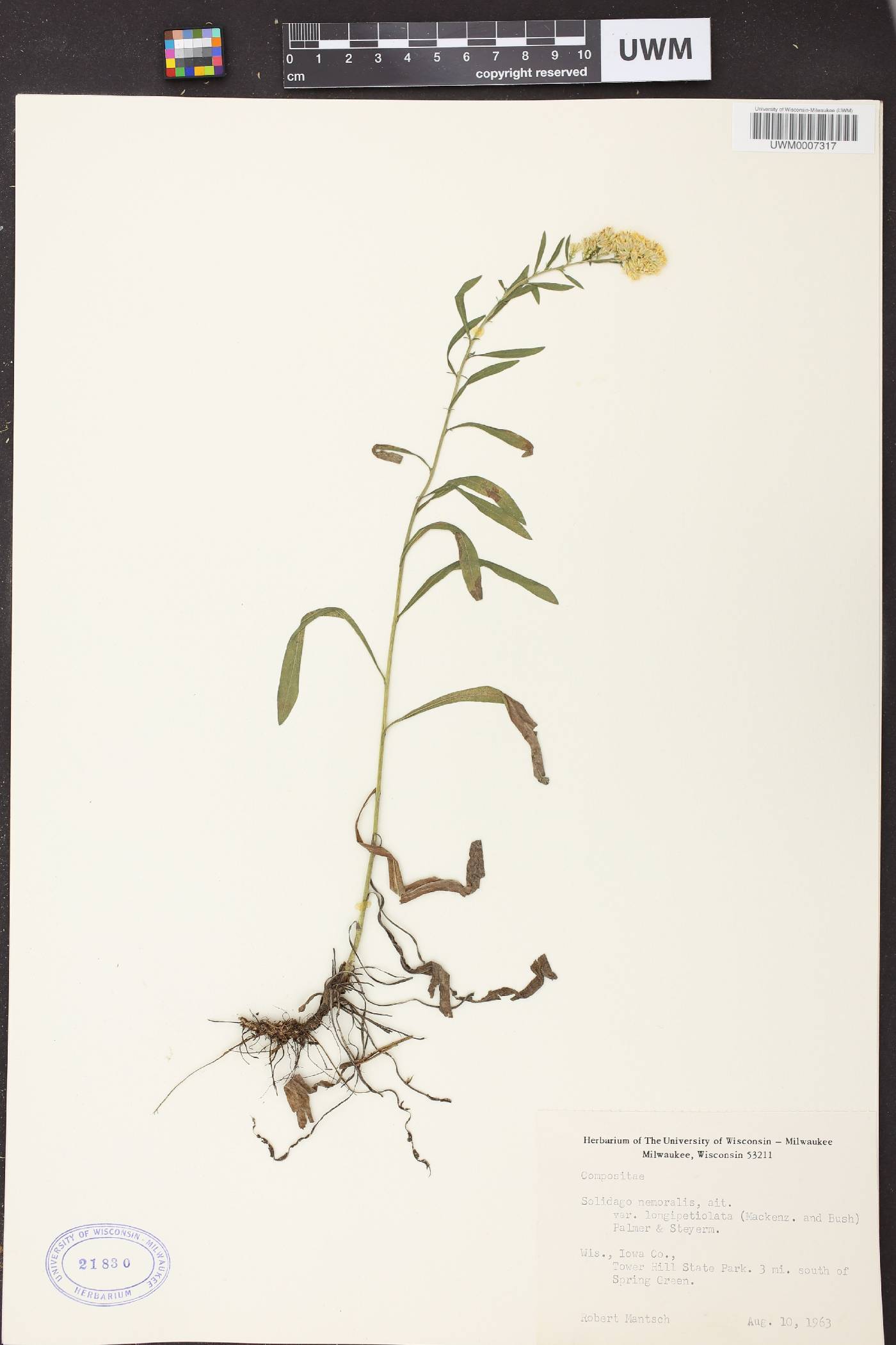 Solidago nemoralis image