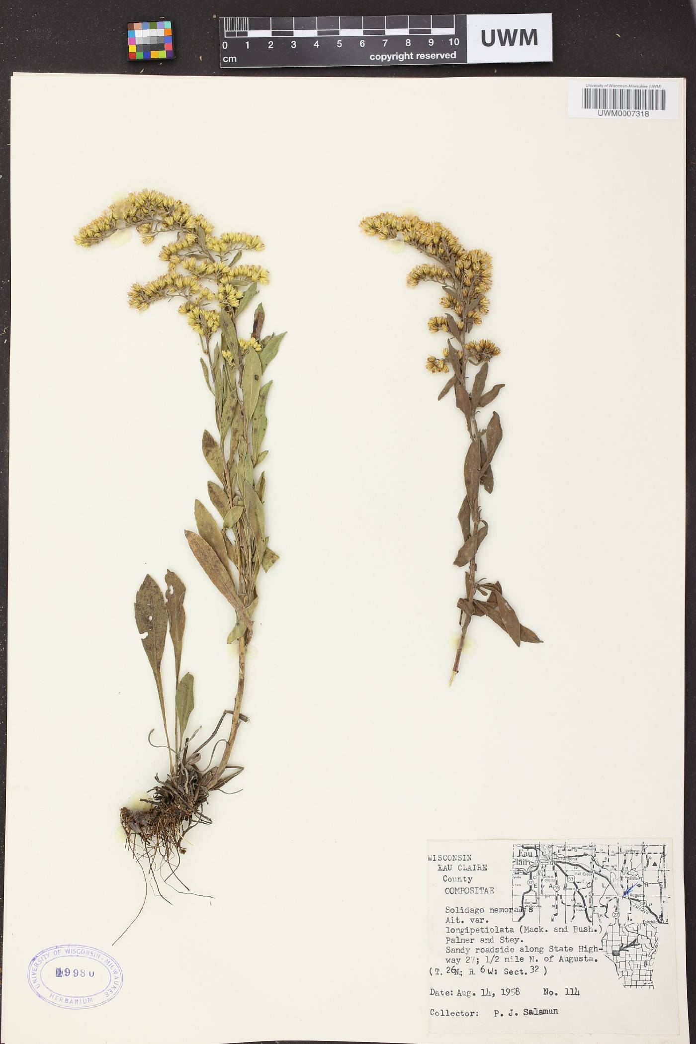 Solidago nemoralis subsp. decemflora image