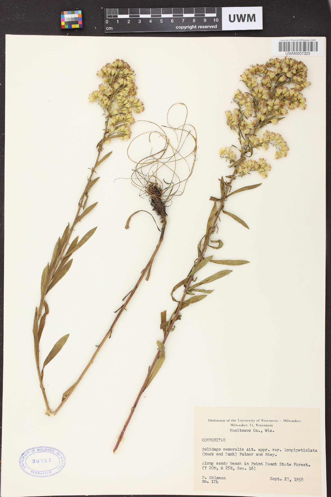 Solidago nemoralis image