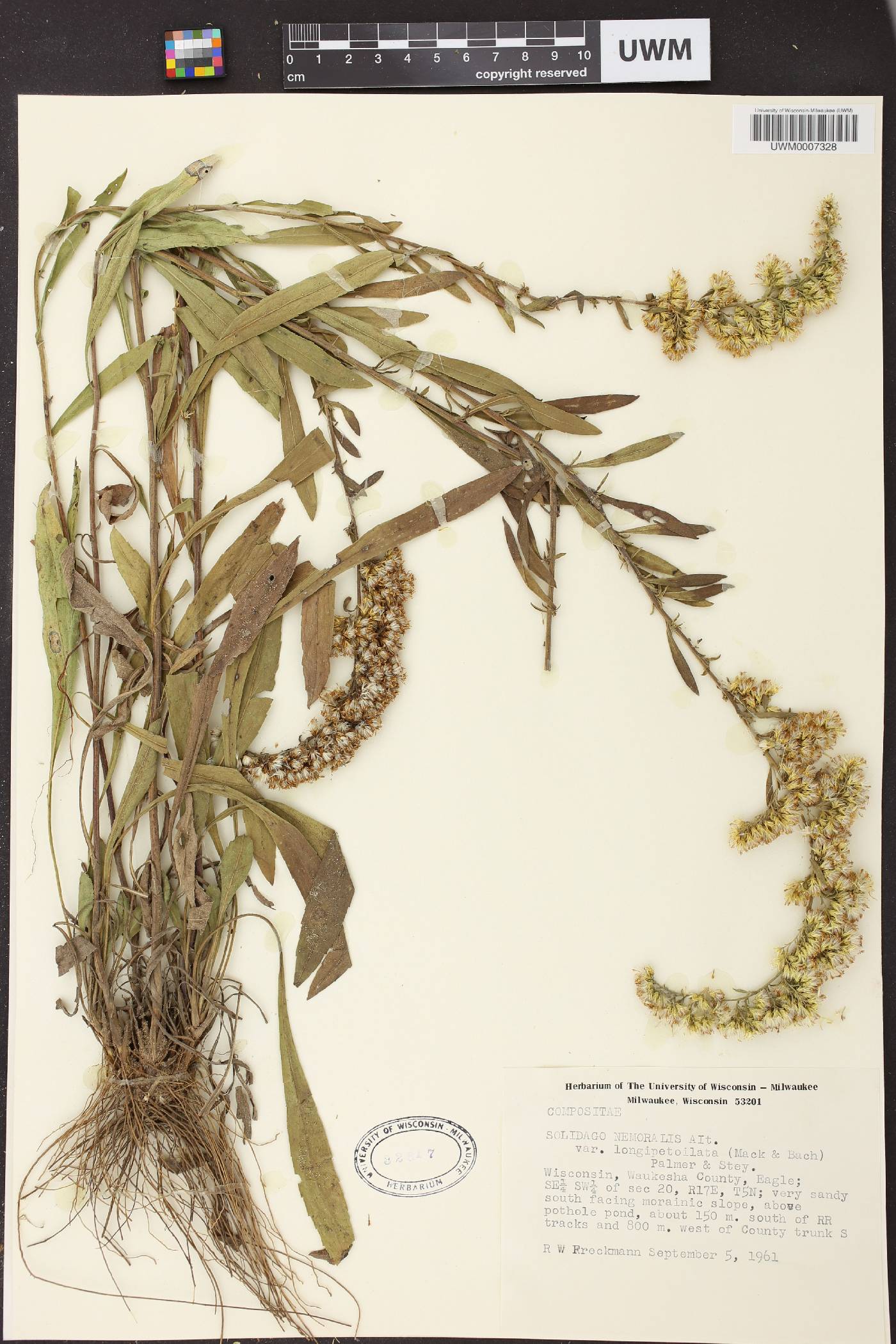 Solidago nemoralis subsp. decemflora image