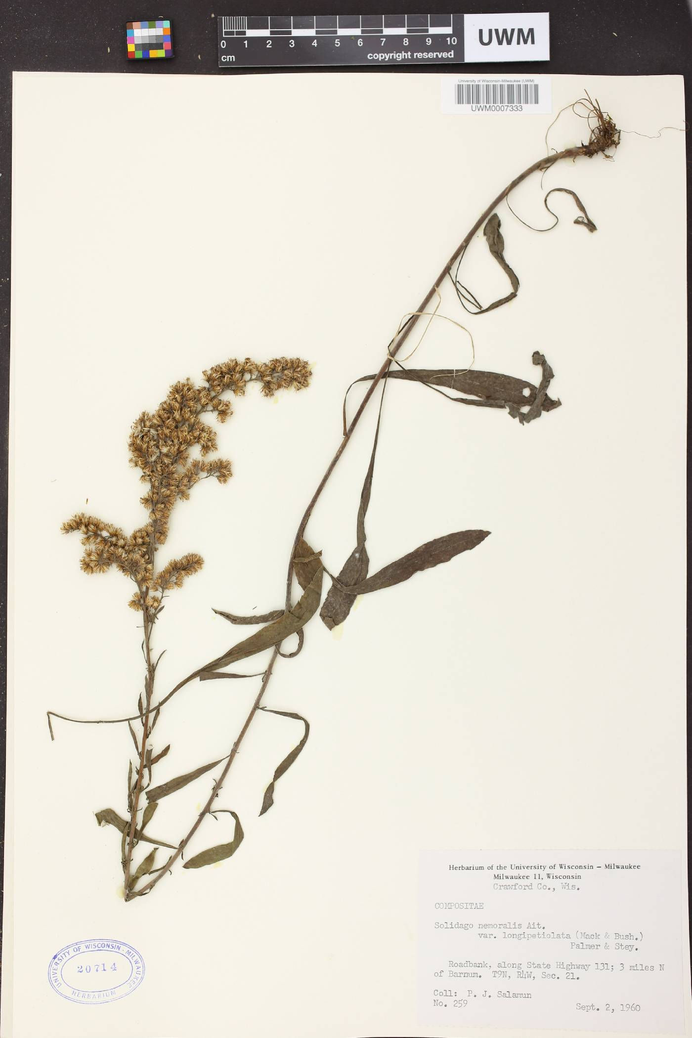 Solidago nemoralis subsp. decemflora image
