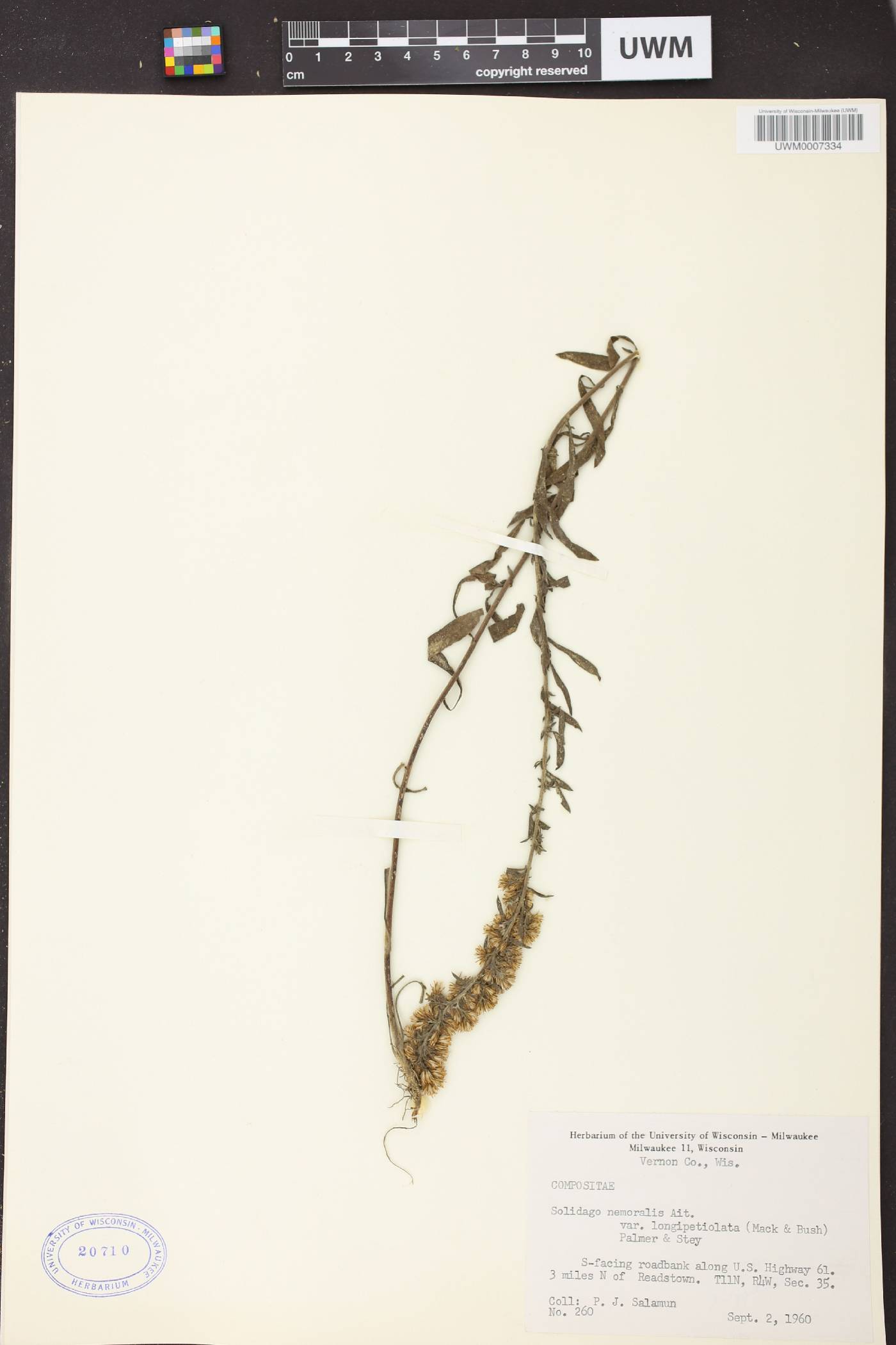 Solidago nemoralis subsp. decemflora image