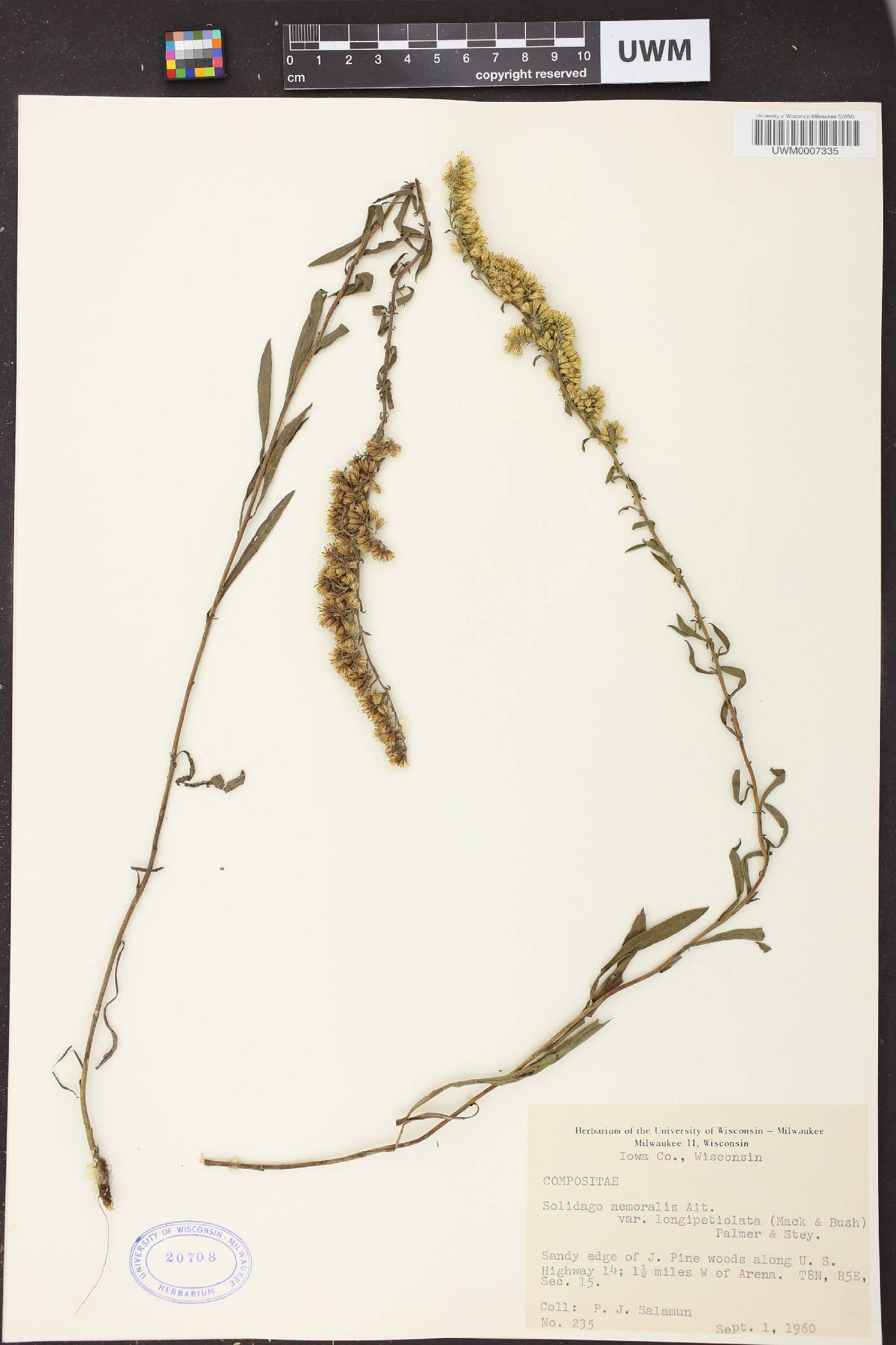 Solidago nemoralis subsp. decemflora image