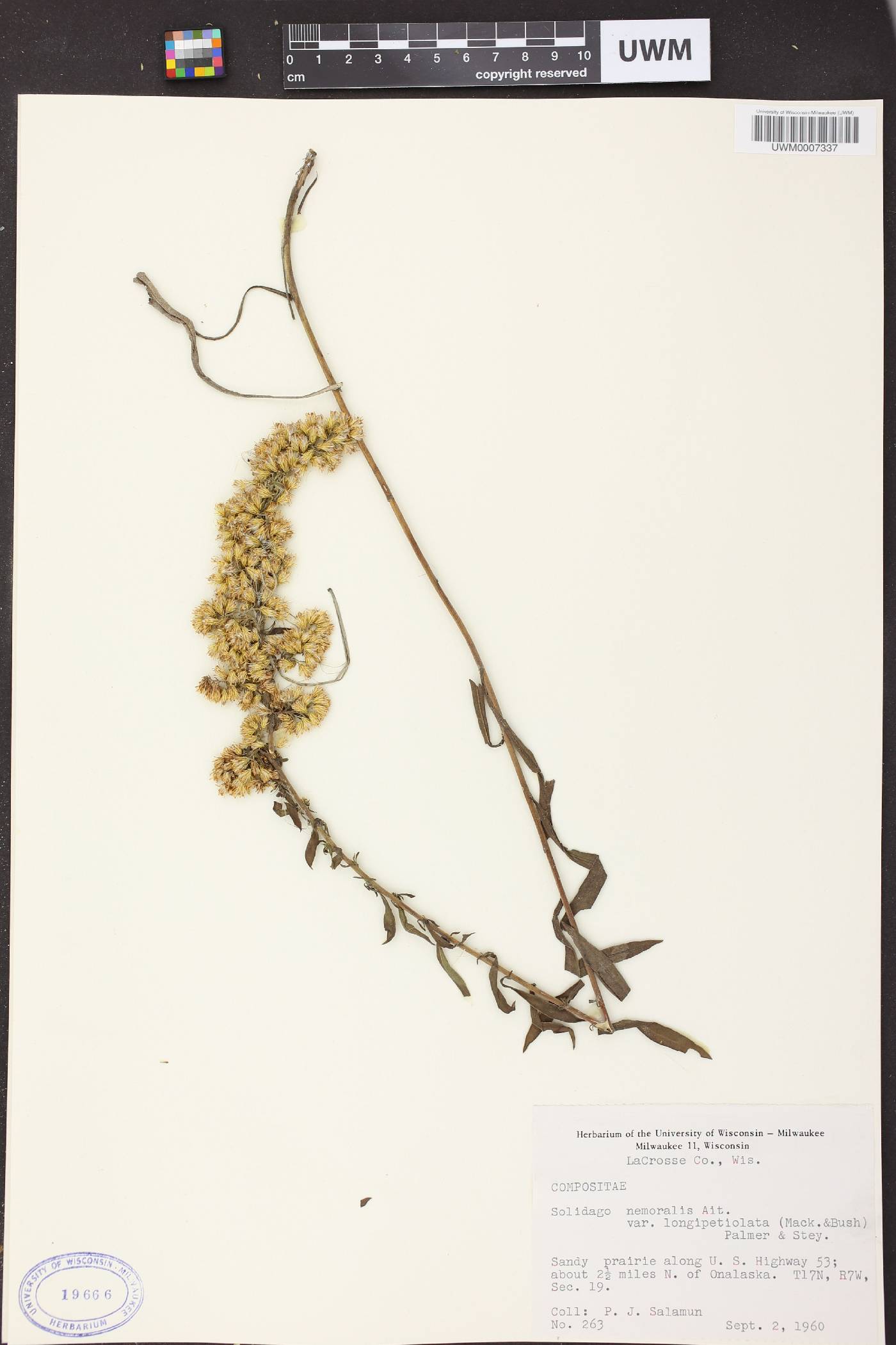 Solidago nemoralis image
