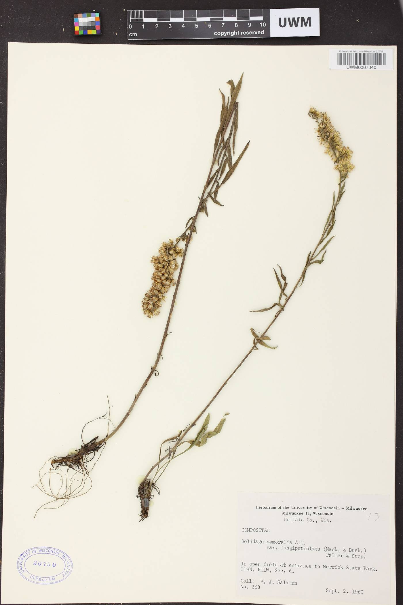 Solidago nemoralis image