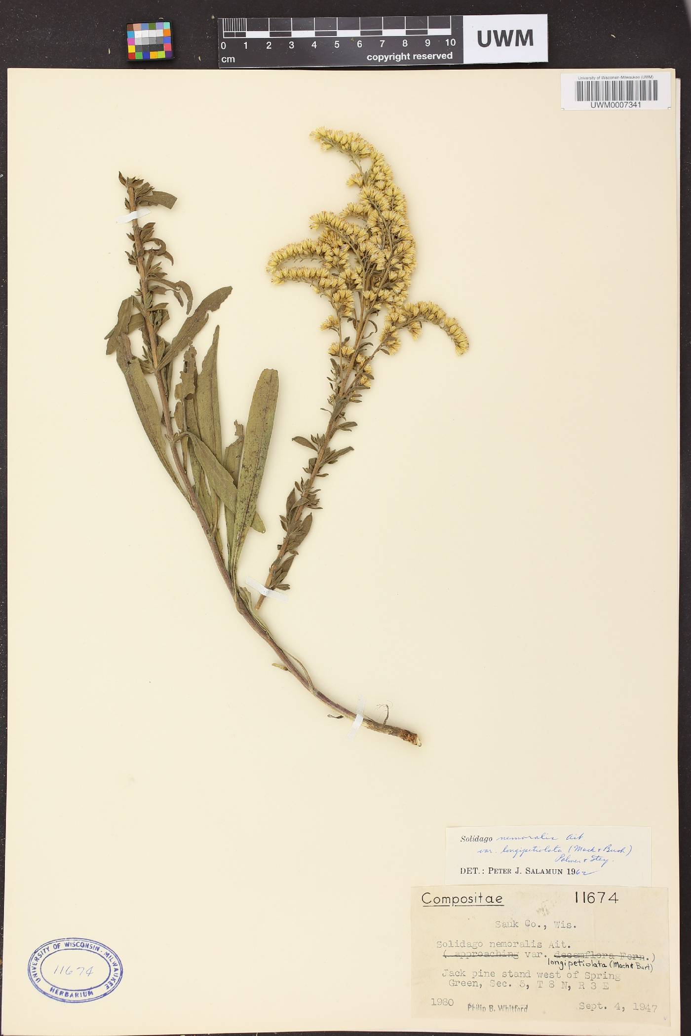 Solidago nemoralis subsp. decemflora image