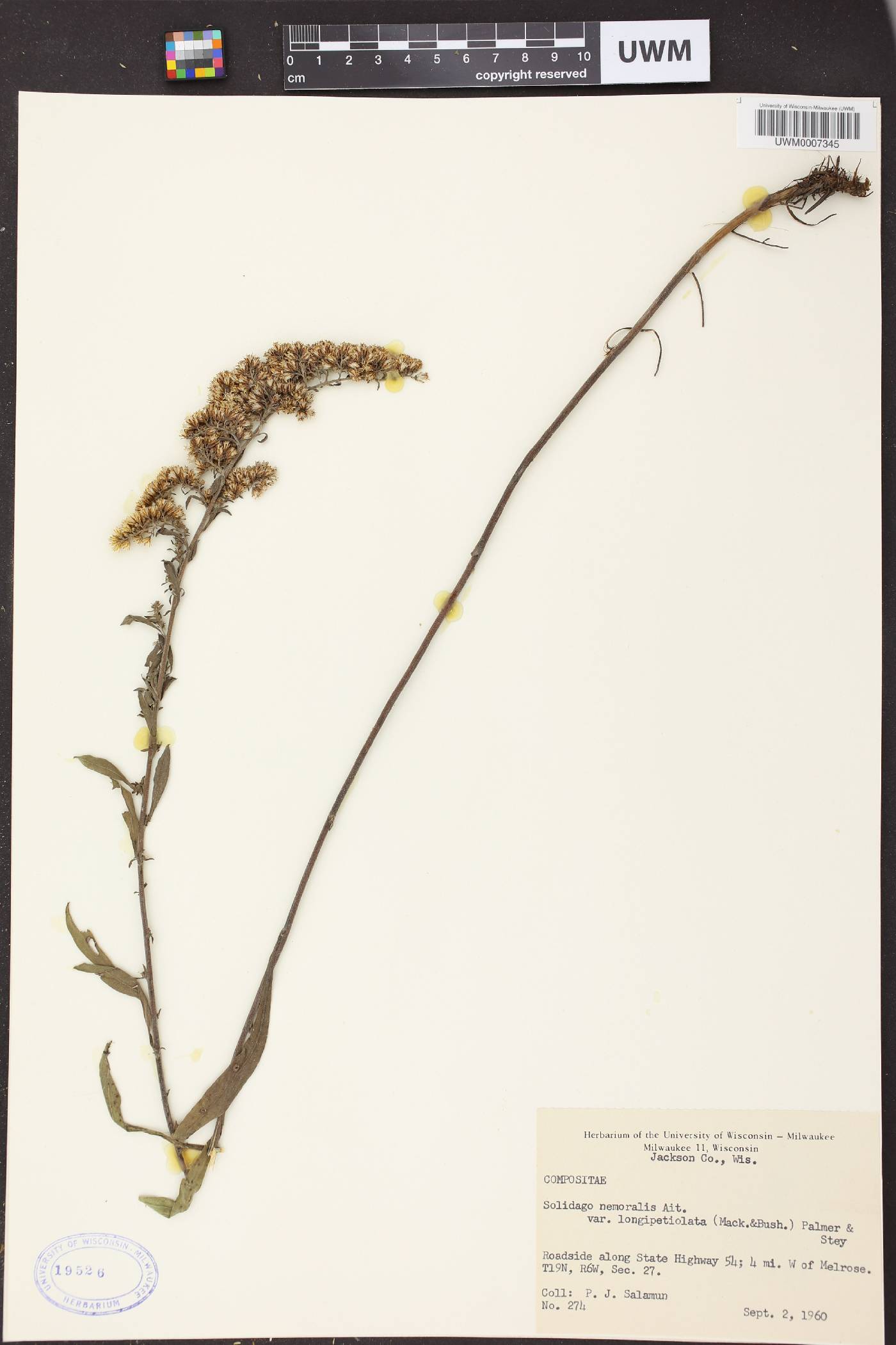 Solidago nemoralis image
