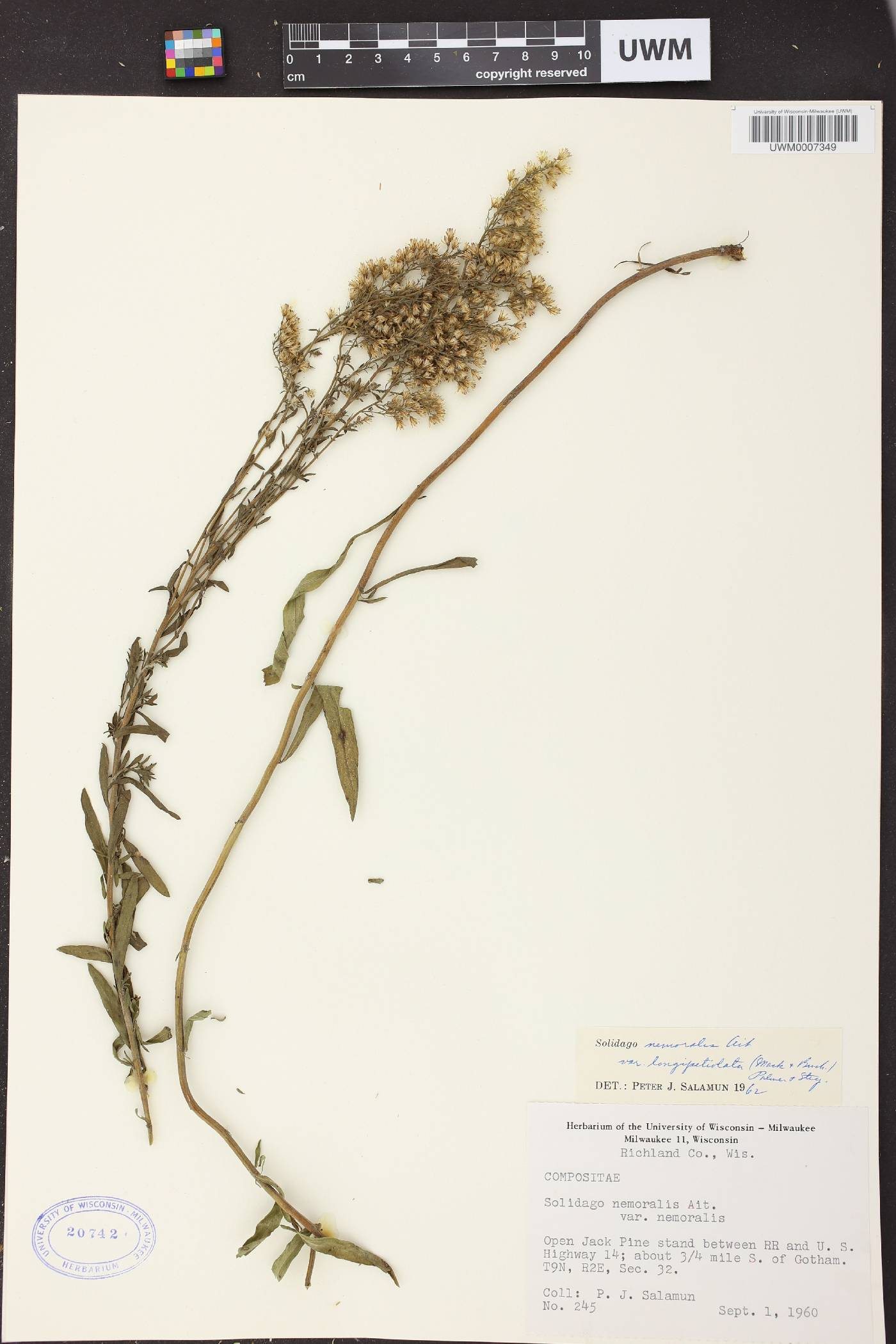 Solidago nemoralis subsp. decemflora image