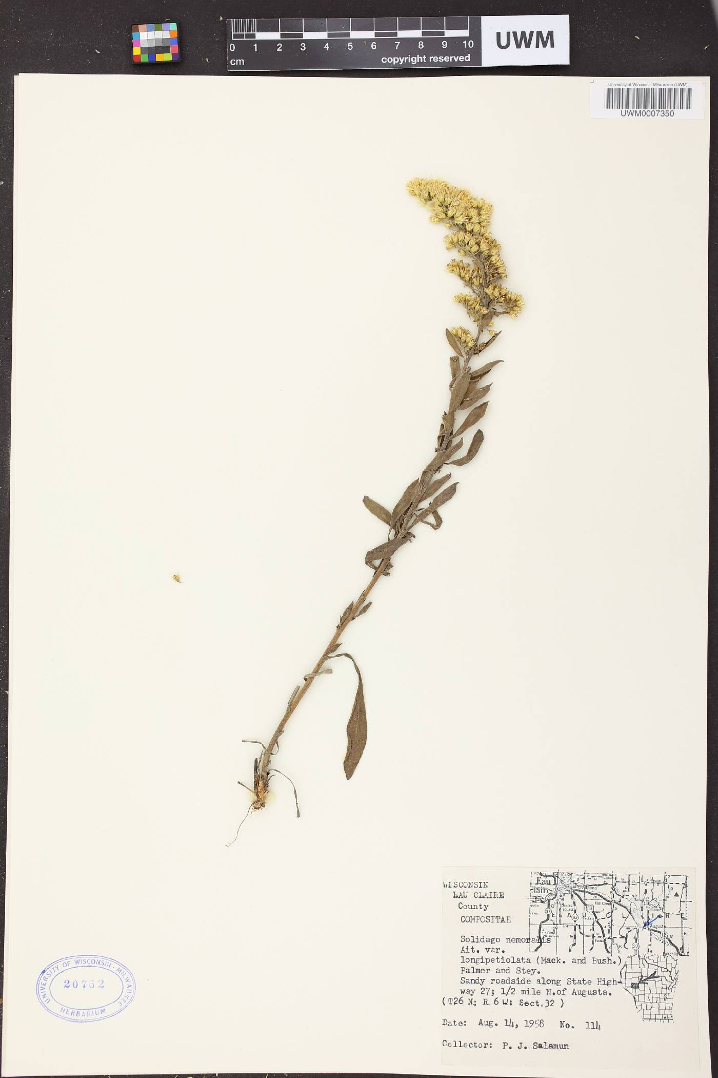Solidago nemoralis subsp. decemflora image
