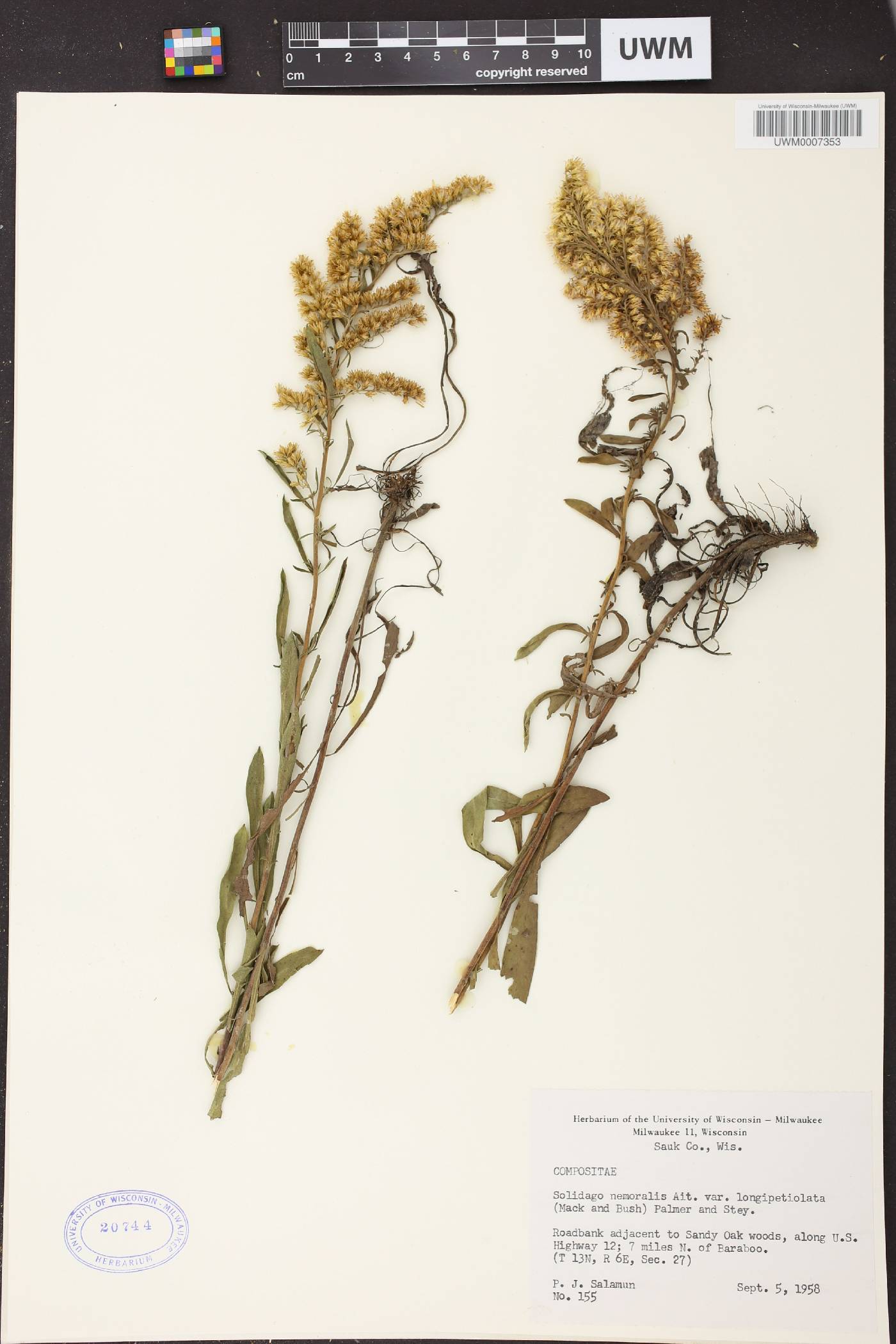Solidago nemoralis subsp. decemflora image