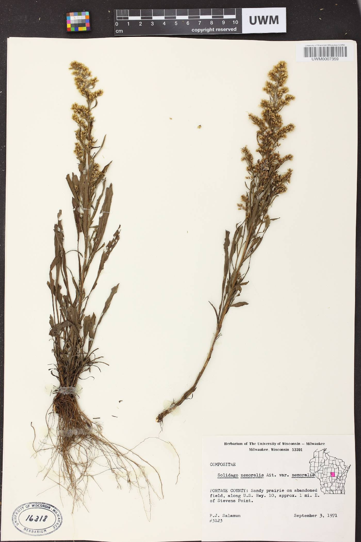 Solidago nemoralis subsp. nemoralis image