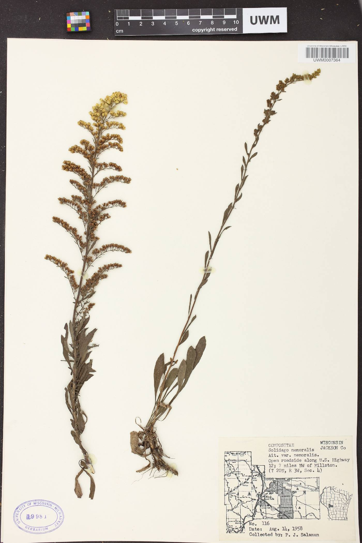 Solidago nemoralis subsp. nemoralis image