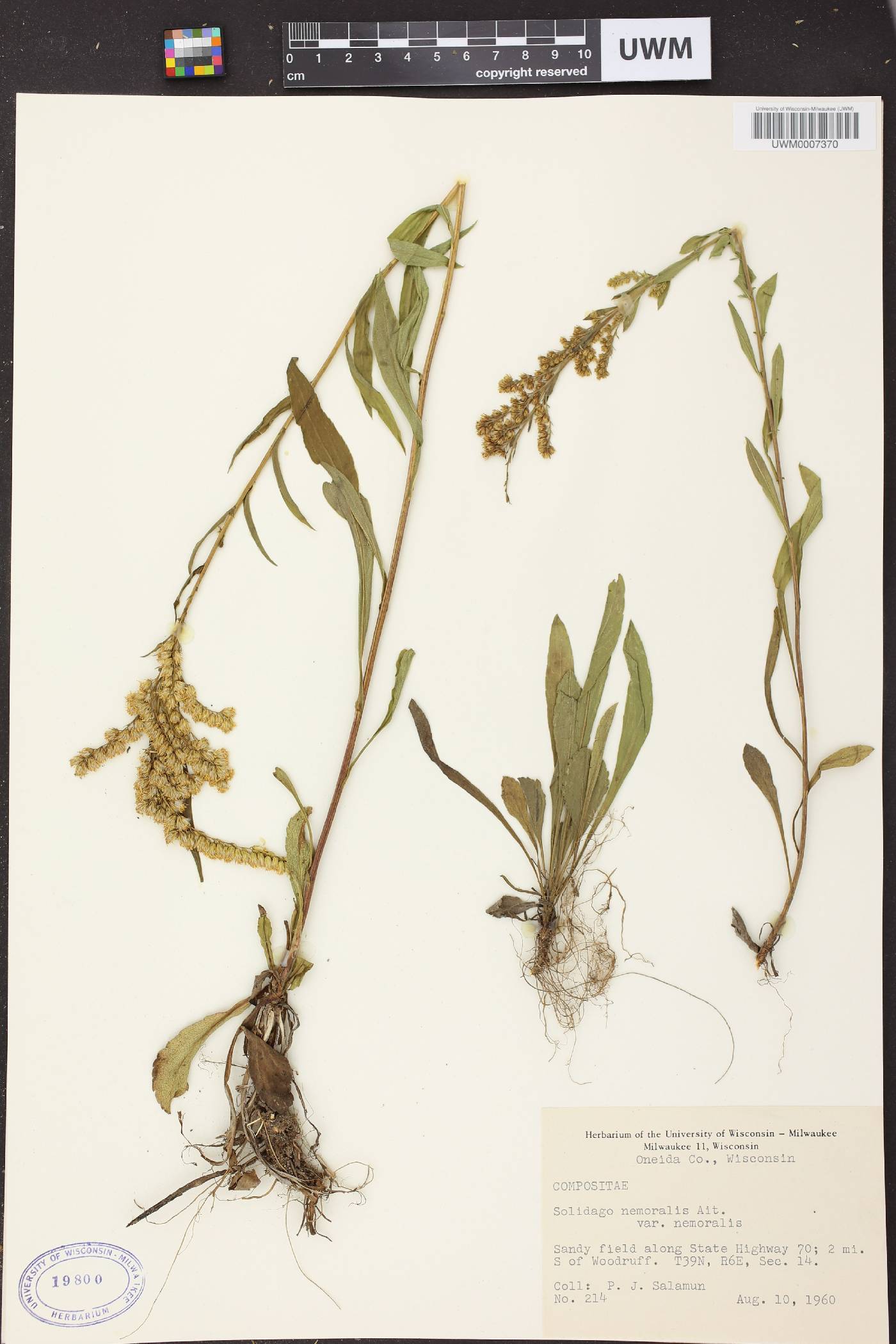 Solidago nemoralis image