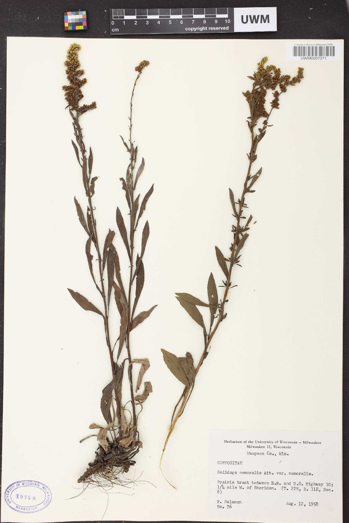 Solidago nemoralis subsp. nemoralis image