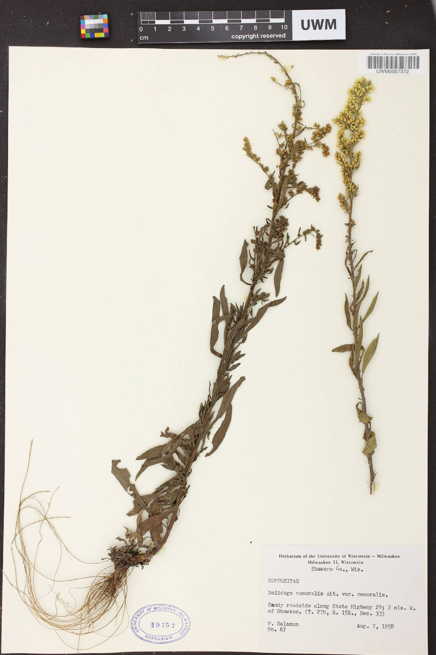 Solidago nemoralis subsp. nemoralis image