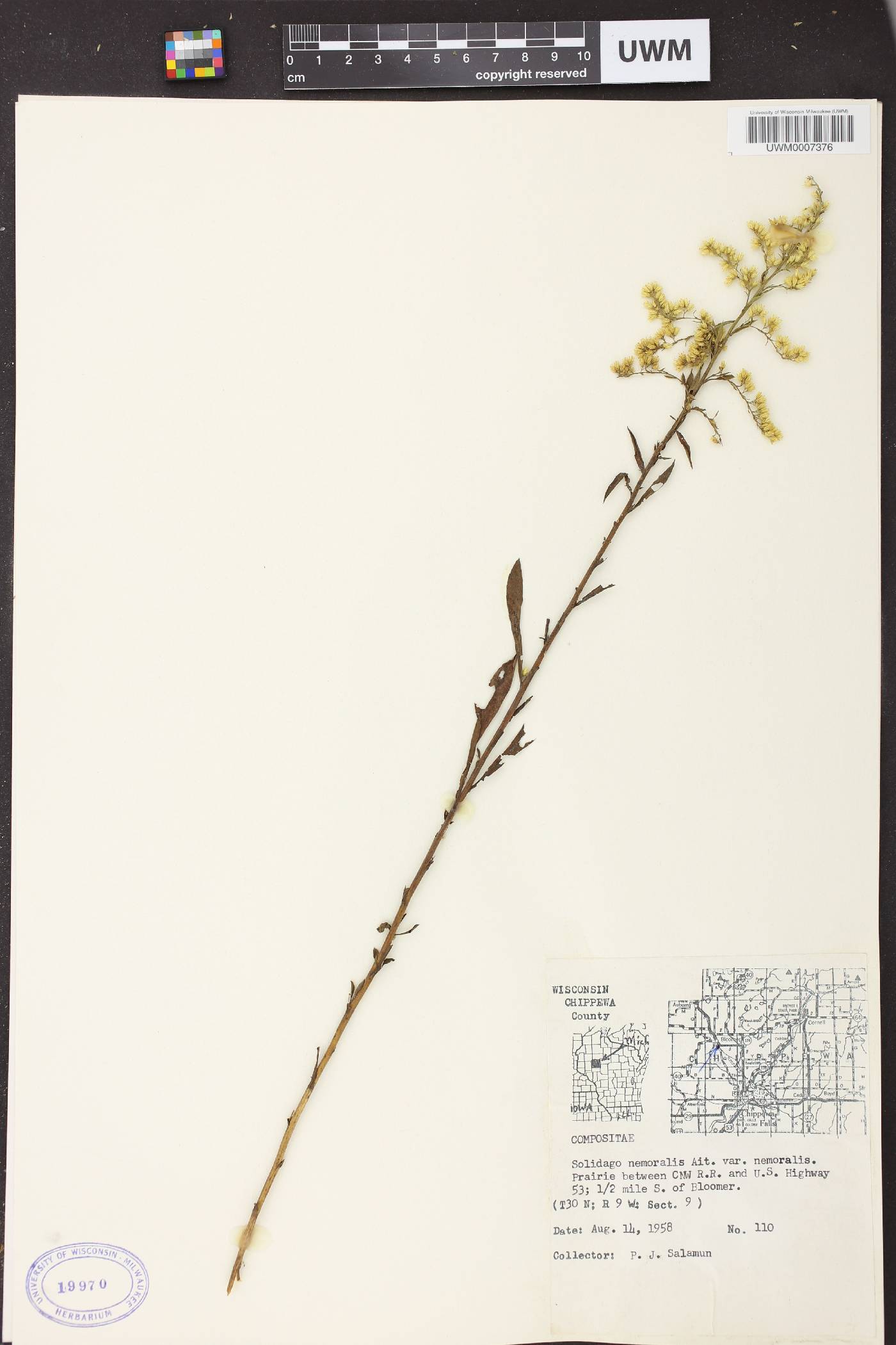 Solidago nemoralis subsp. nemoralis image