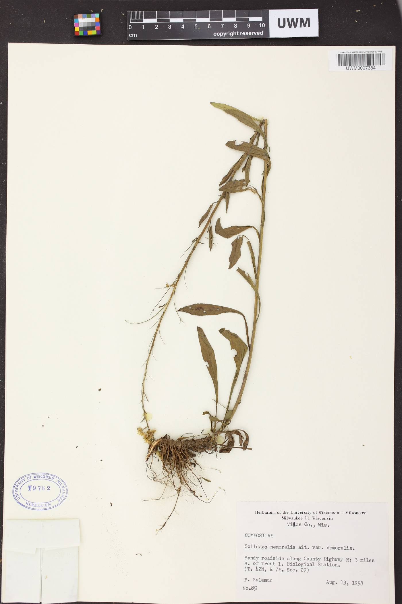 Solidago nemoralis subsp. nemoralis image