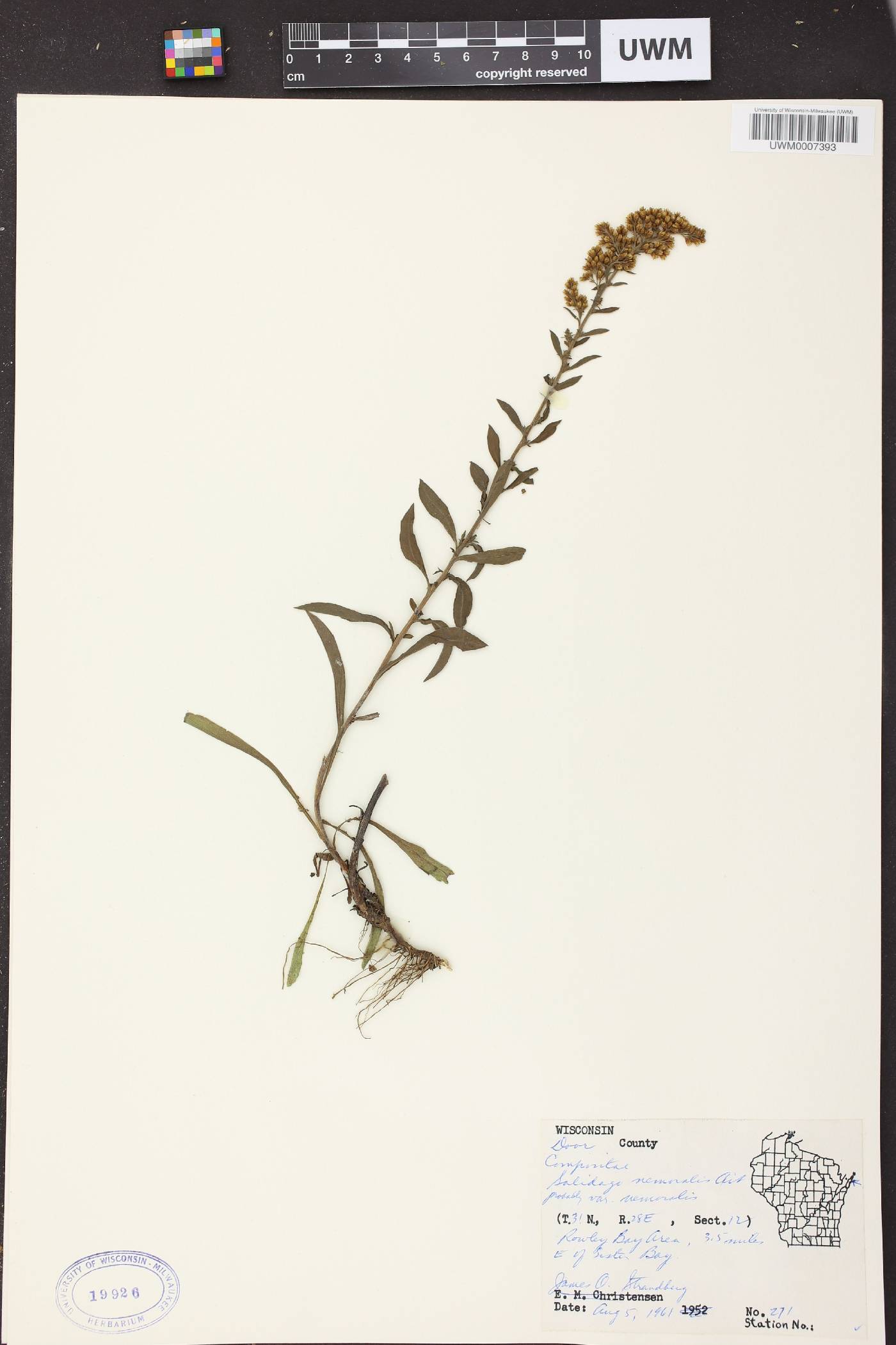 Solidago nemoralis subsp. nemoralis image