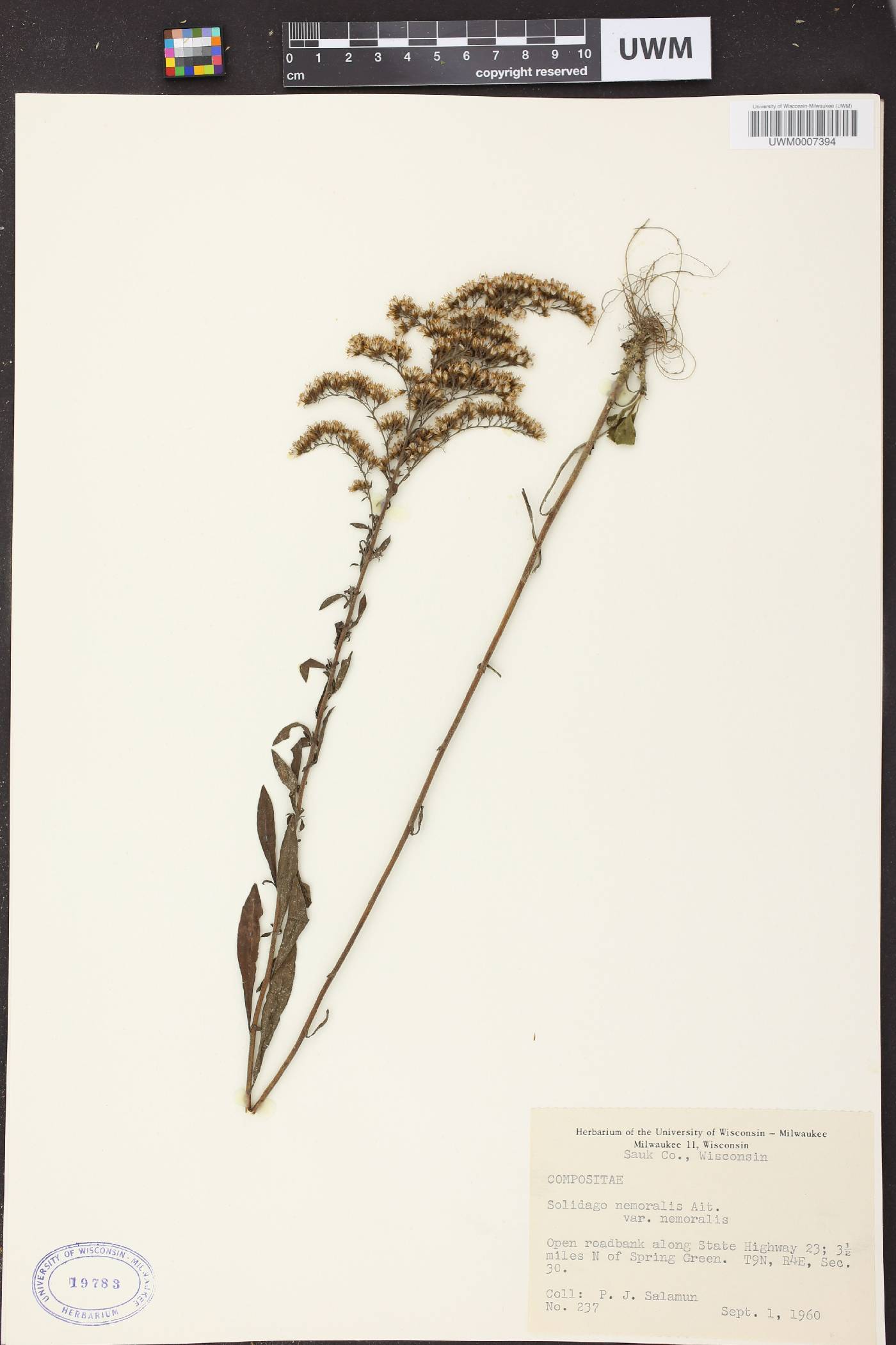 Solidago nemoralis subsp. nemoralis image