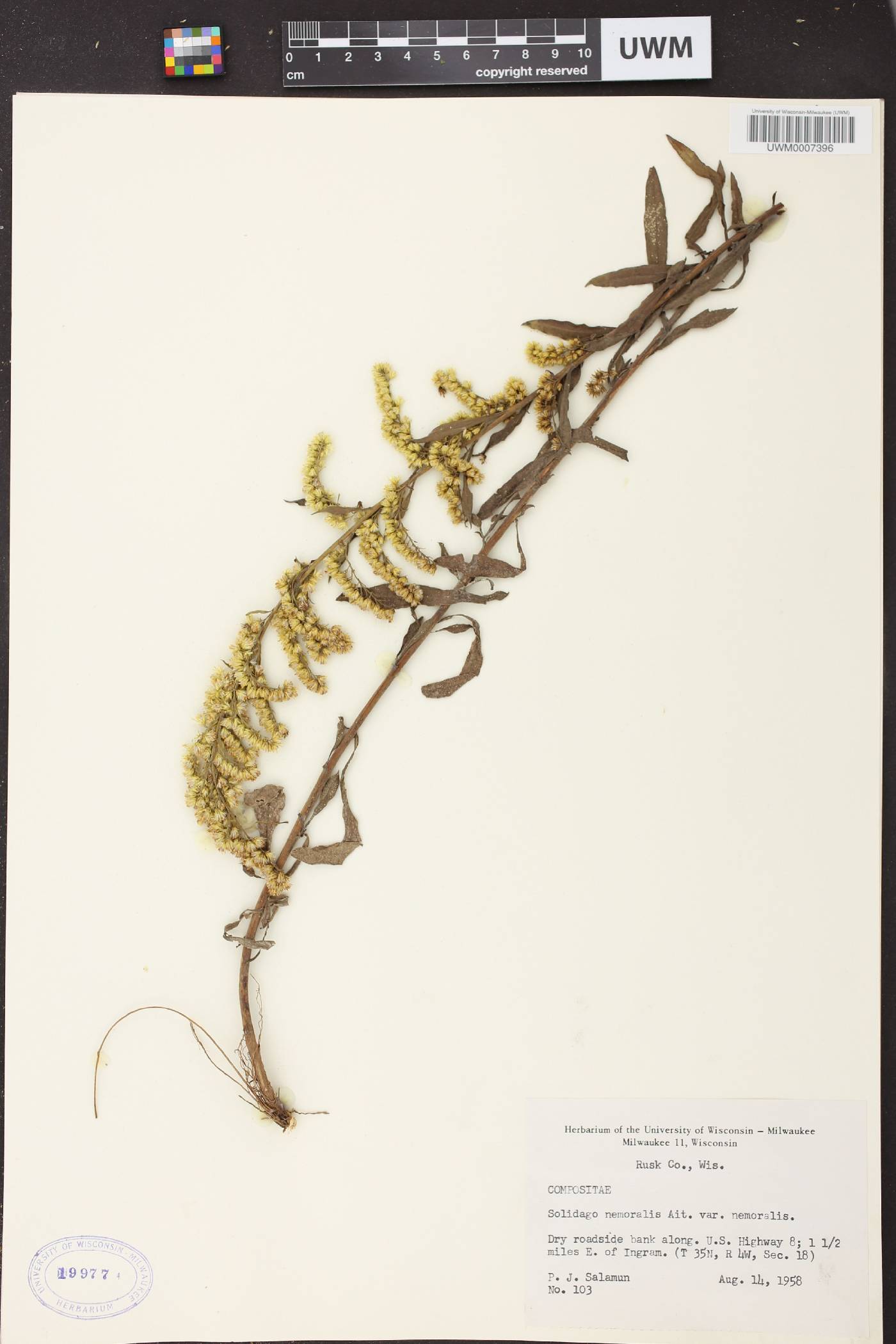 Solidago nemoralis subsp. nemoralis image
