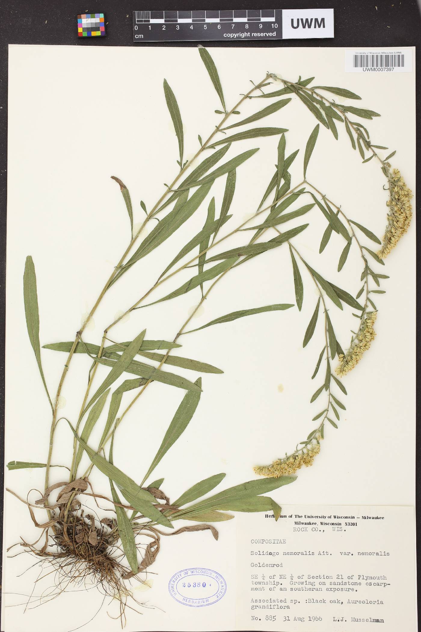 Solidago nemoralis image