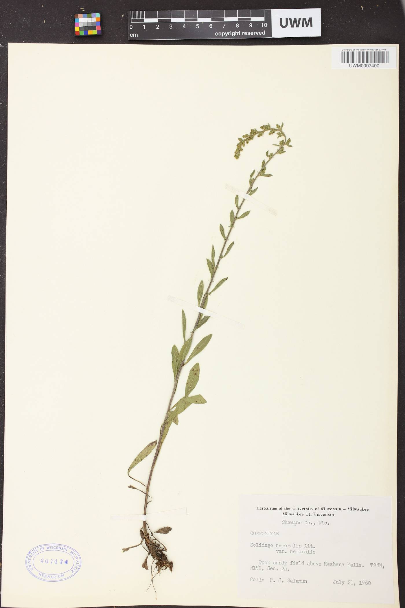 Solidago nemoralis subsp. nemoralis image