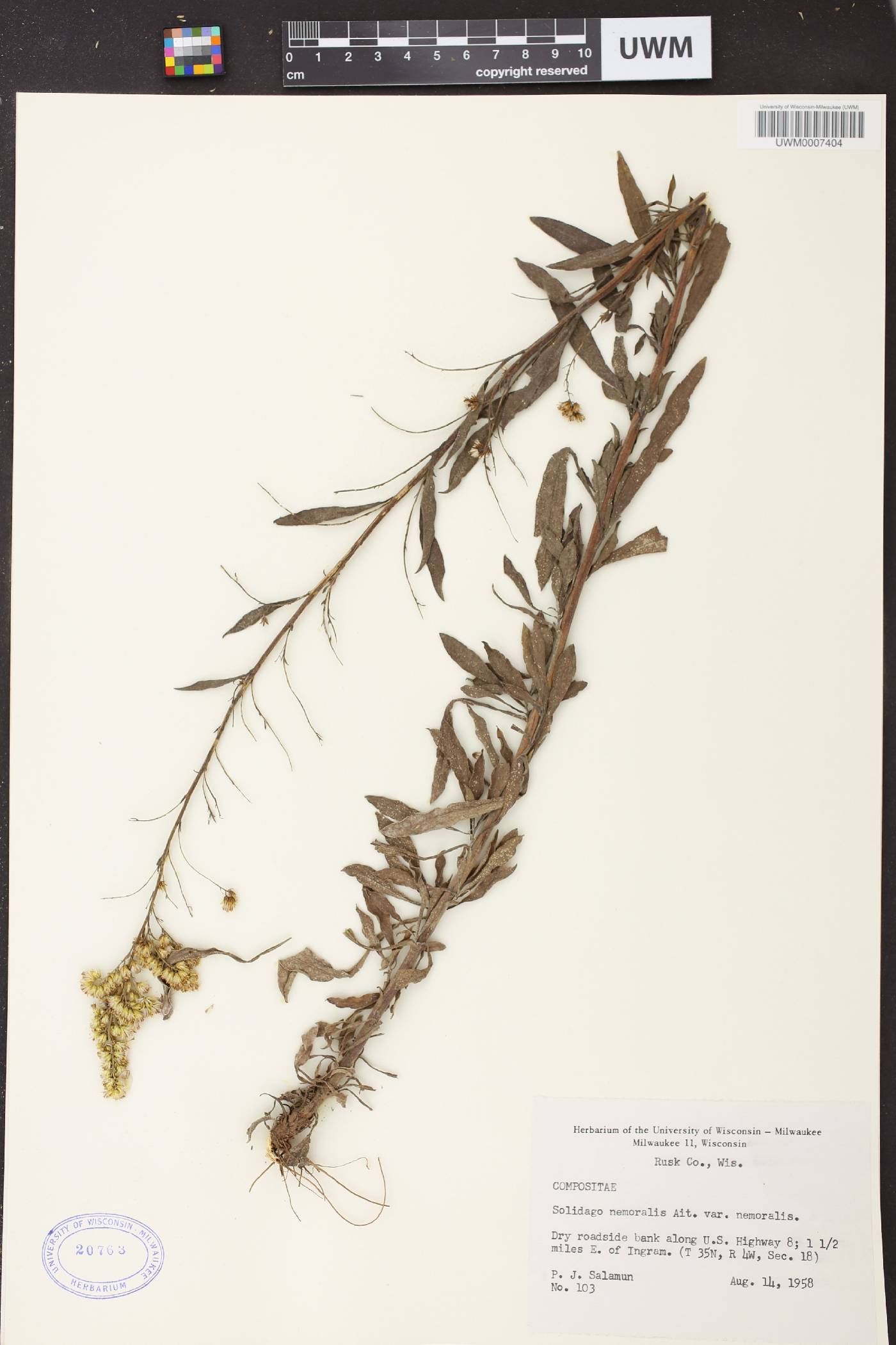 Solidago nemoralis subsp. nemoralis image