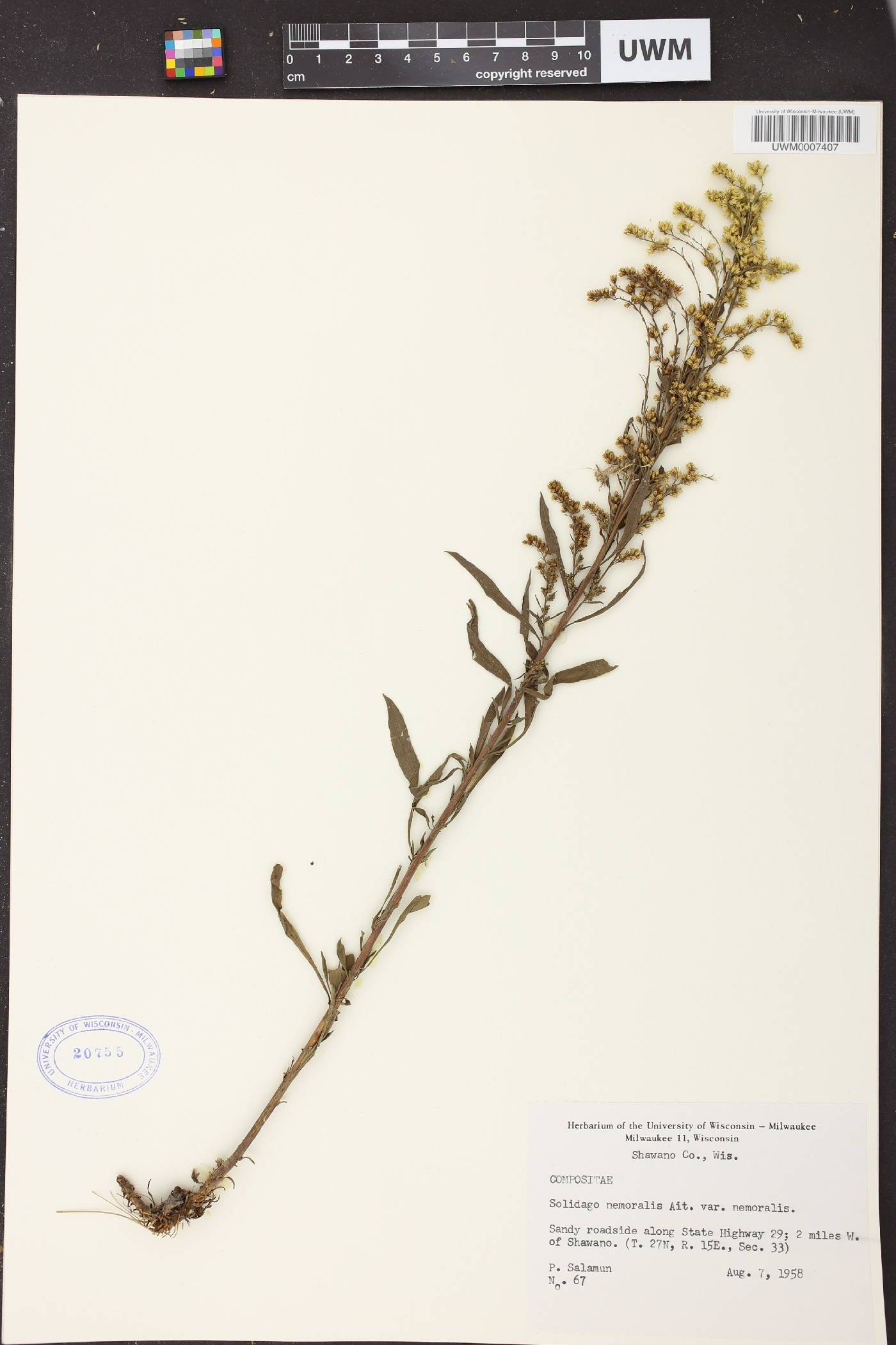 Solidago nemoralis subsp. nemoralis image