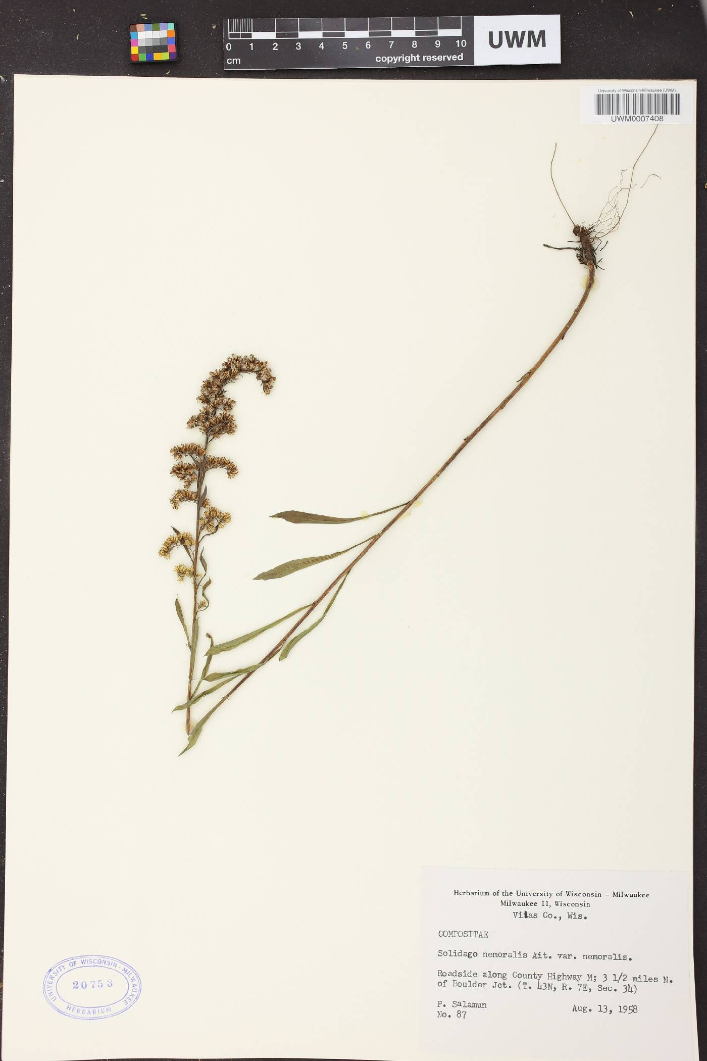 Solidago nemoralis image
