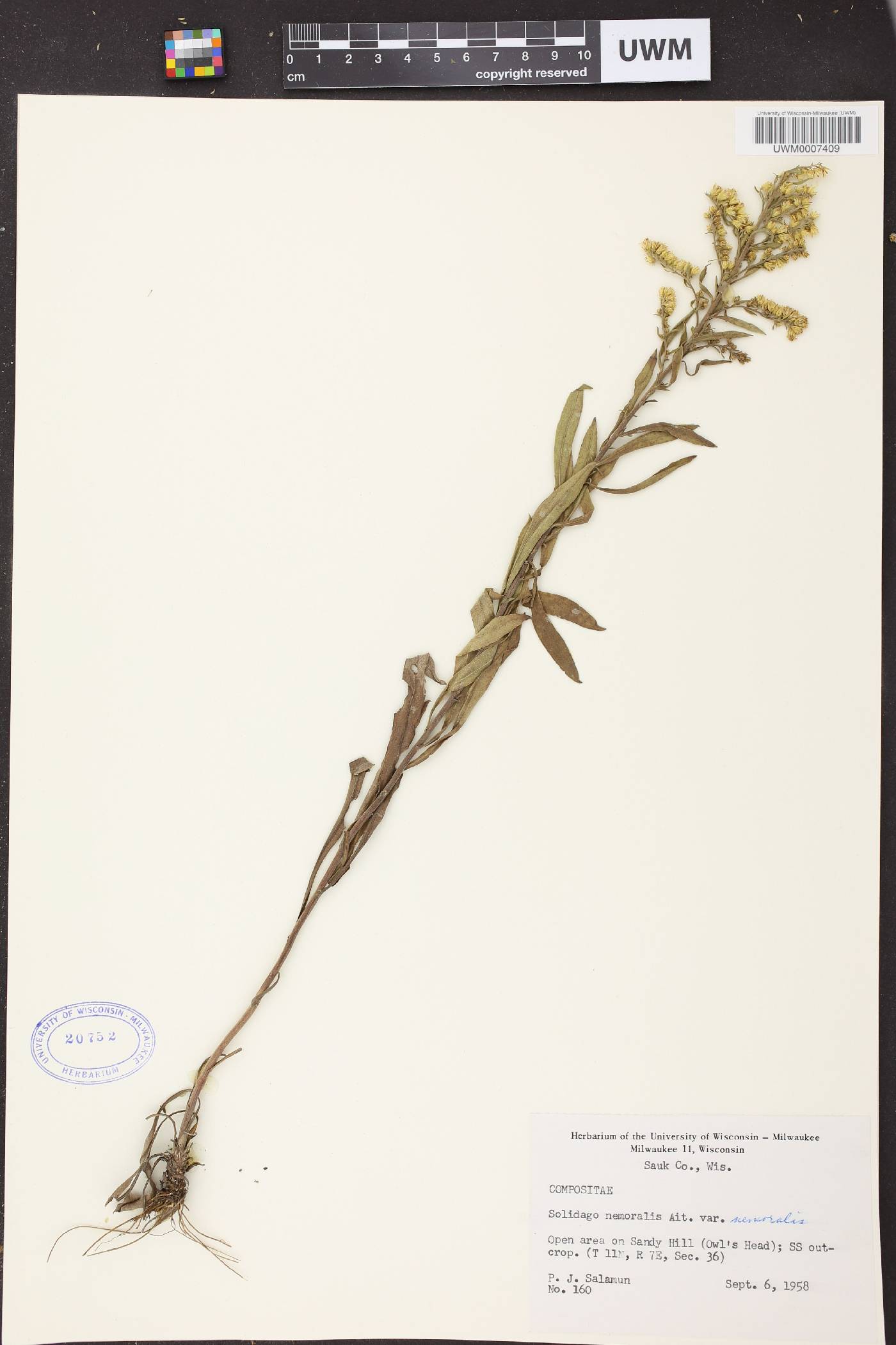 Solidago nemoralis subsp. nemoralis image