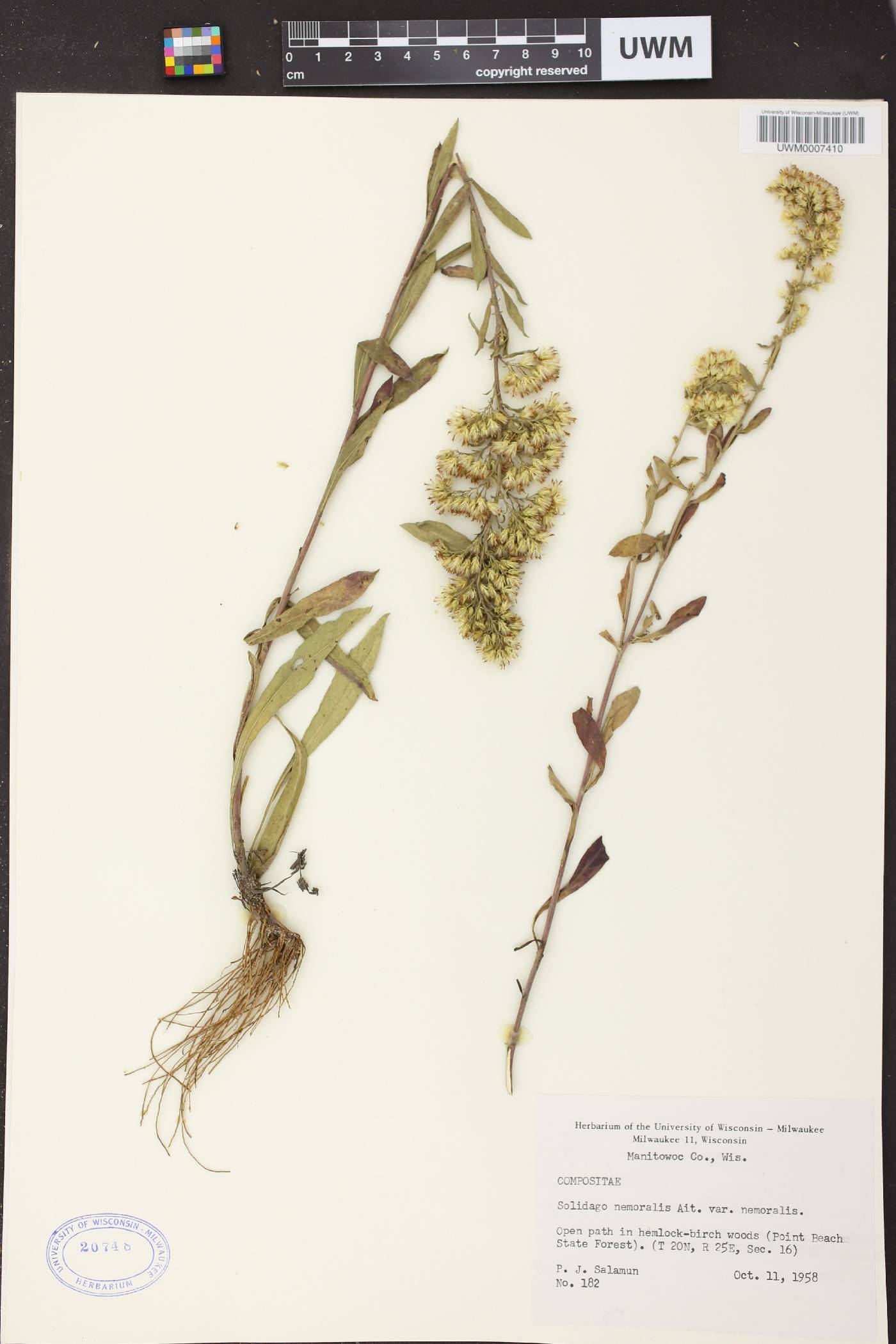 Solidago nemoralis subsp. nemoralis image