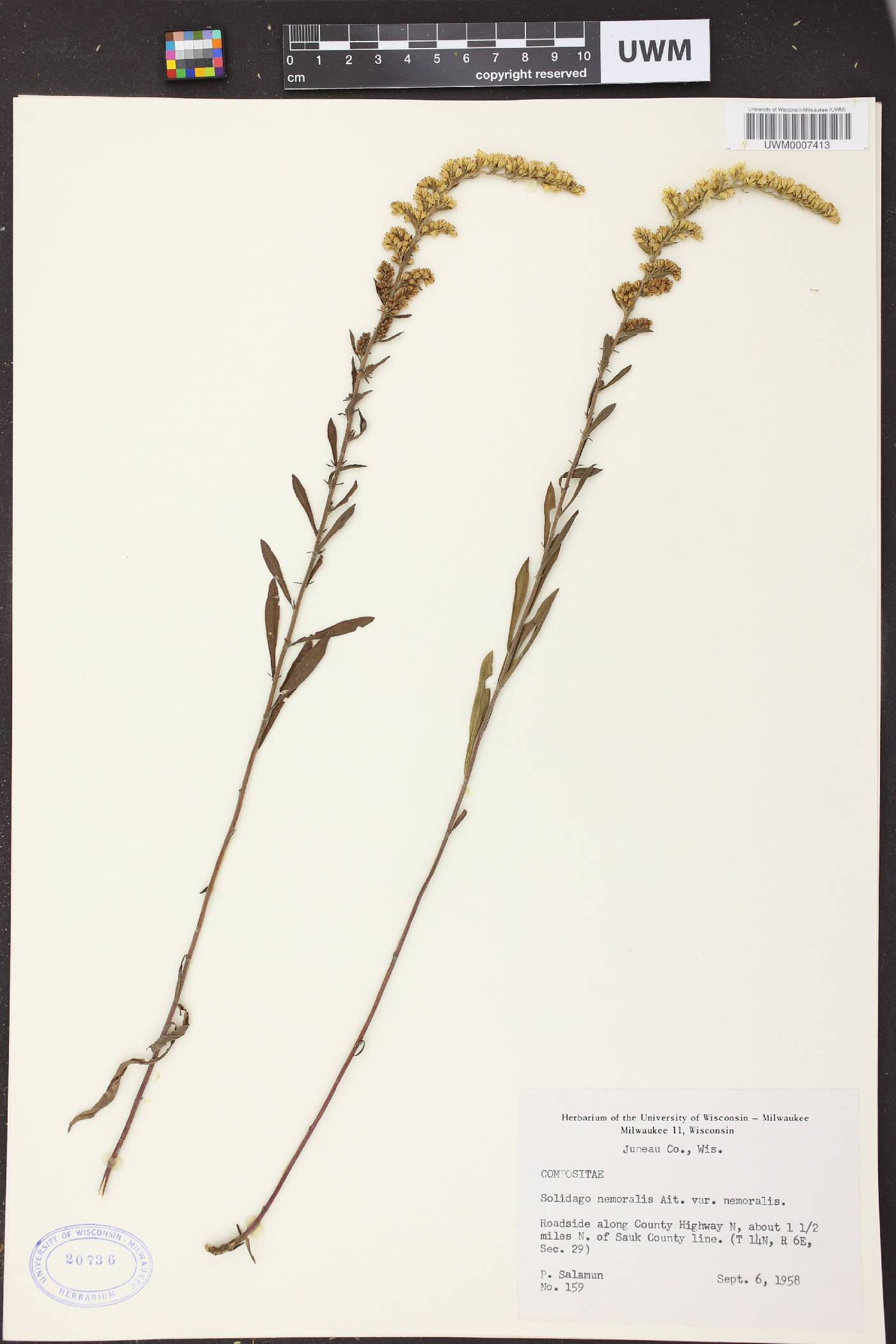 Solidago nemoralis subsp. nemoralis image