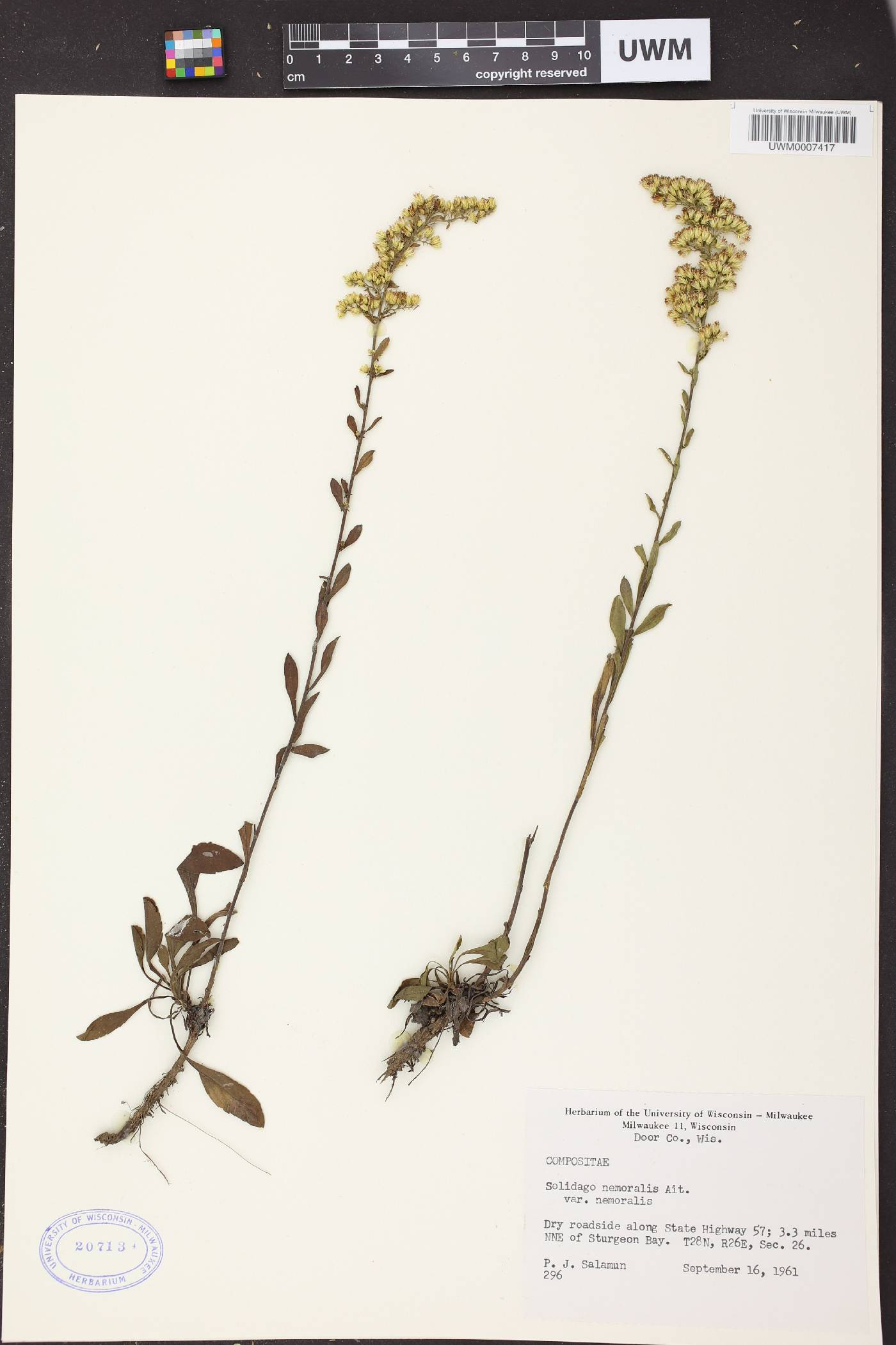 Solidago nemoralis subsp. nemoralis image