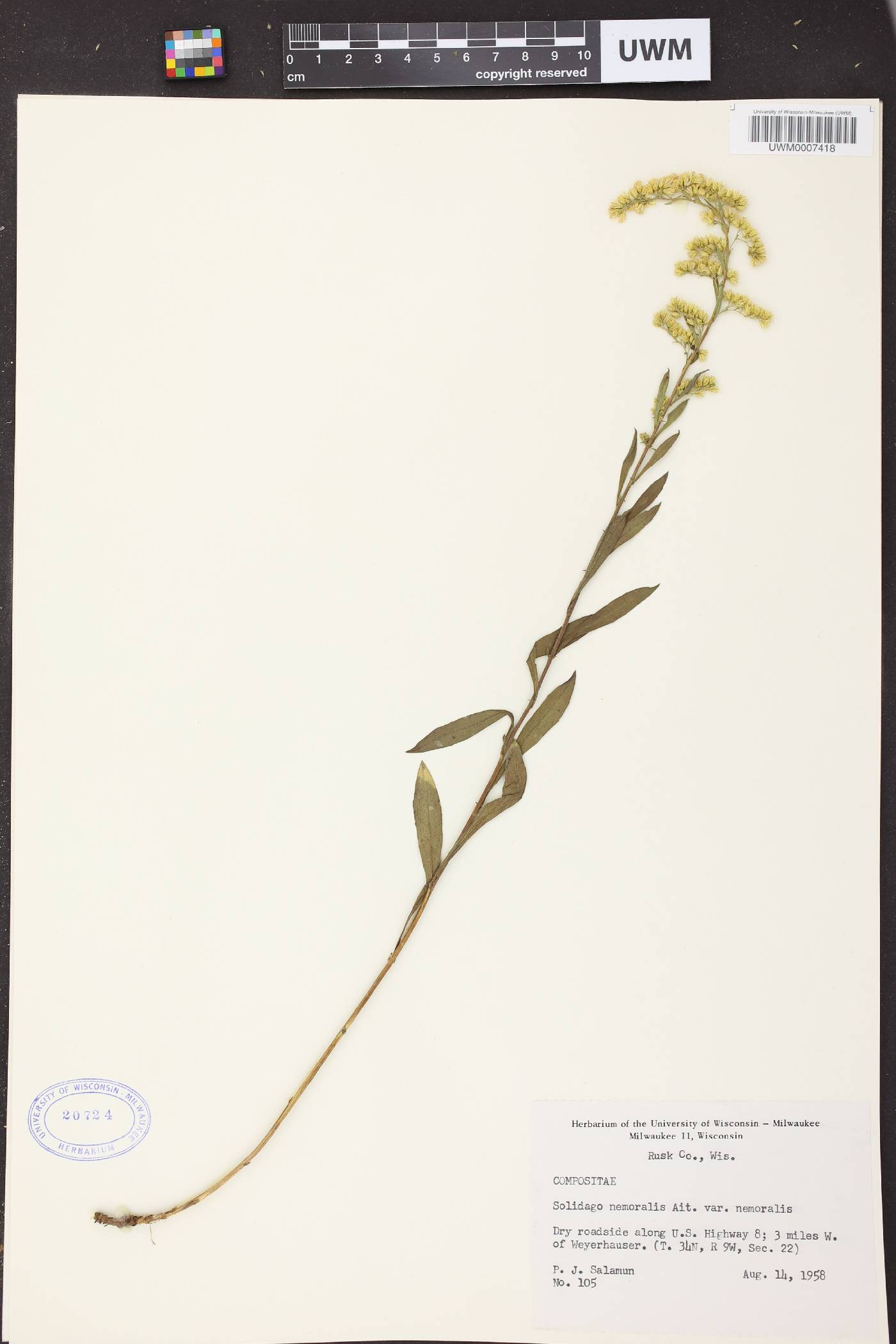 Solidago nemoralis image