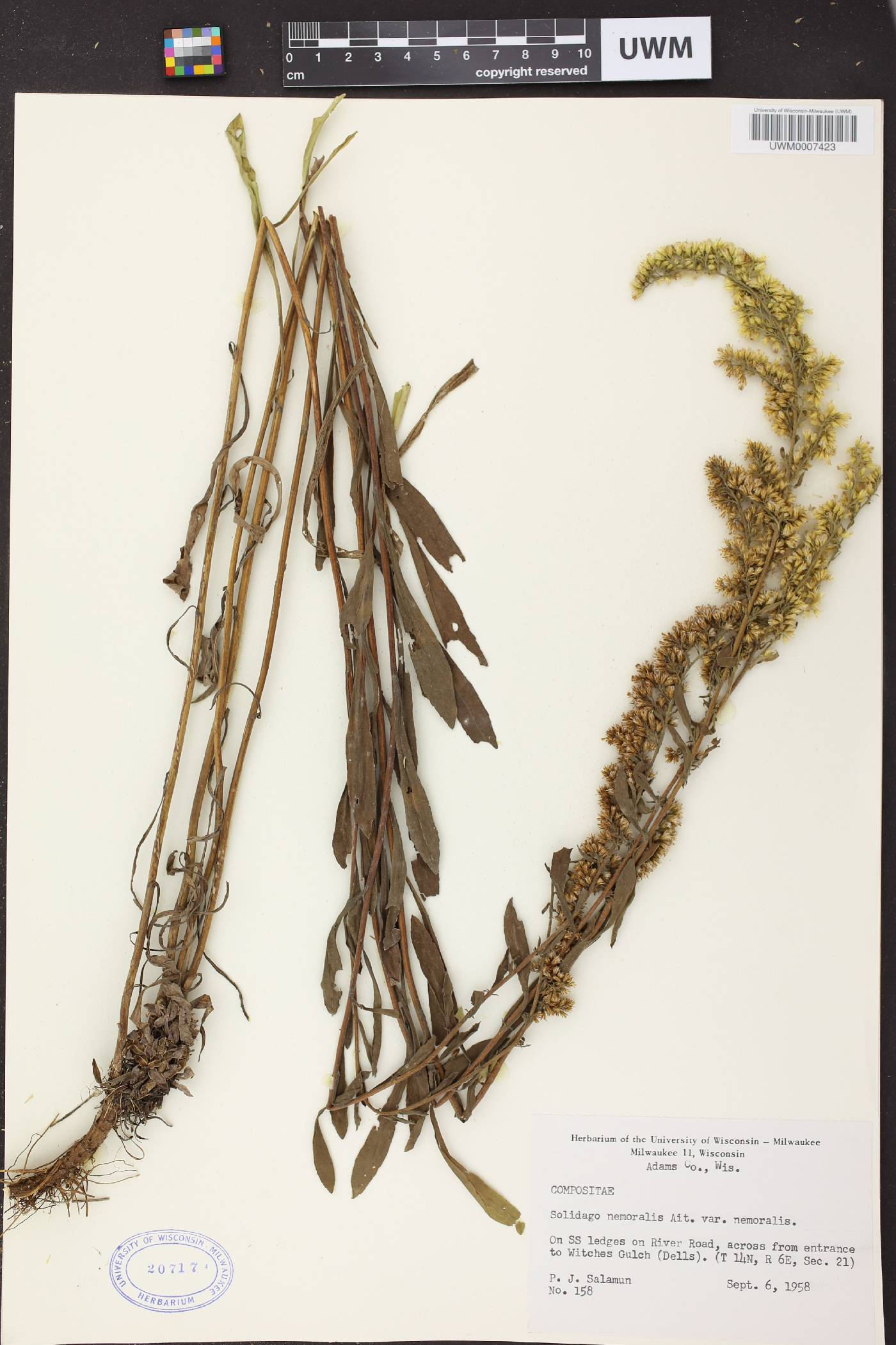 Solidago nemoralis subsp. nemoralis image
