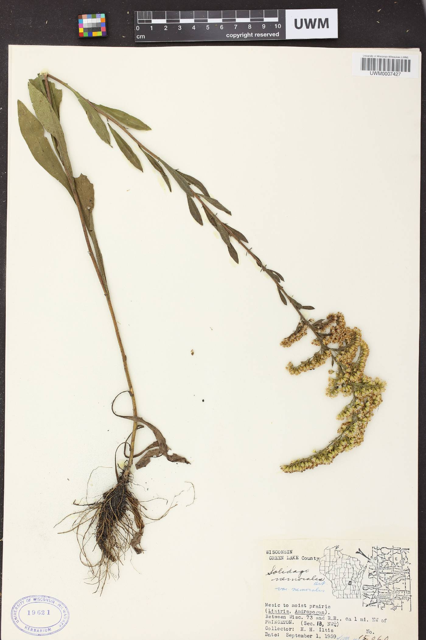 Solidago nemoralis subsp. nemoralis image