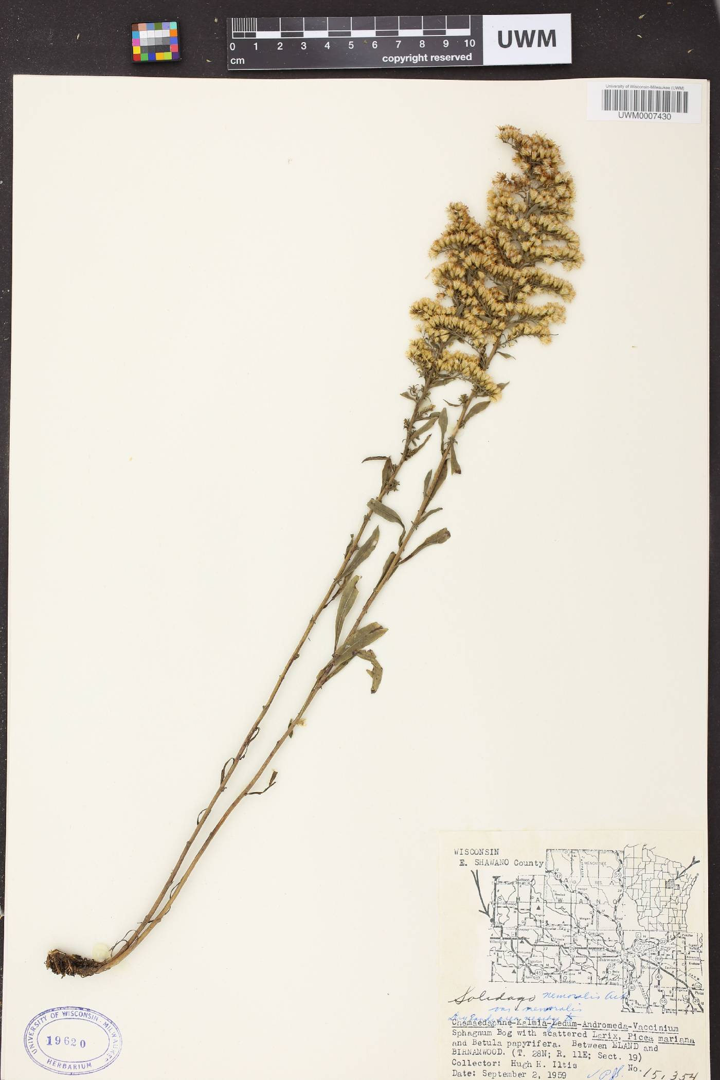 Solidago nemoralis image
