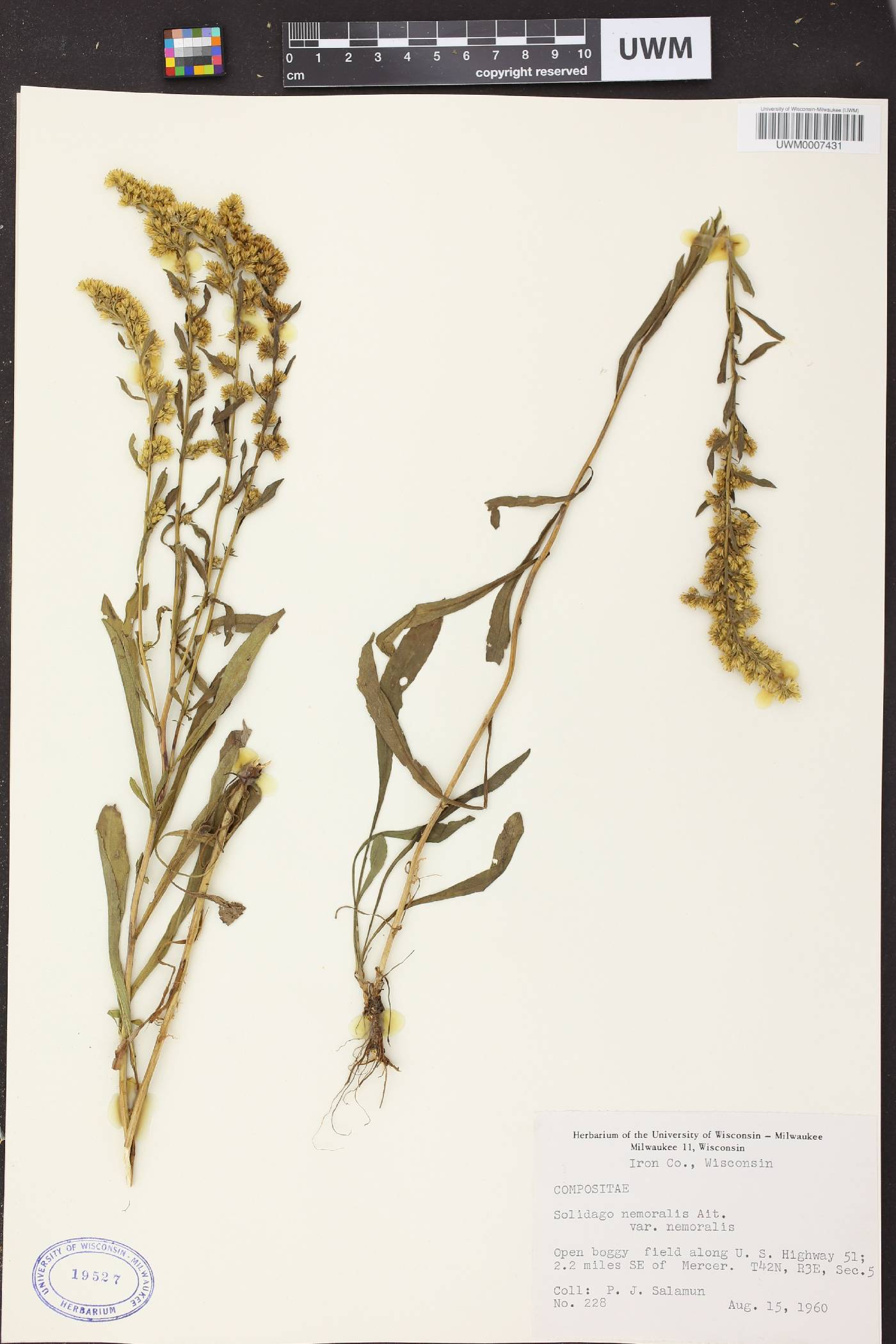 Solidago nemoralis subsp. nemoralis image