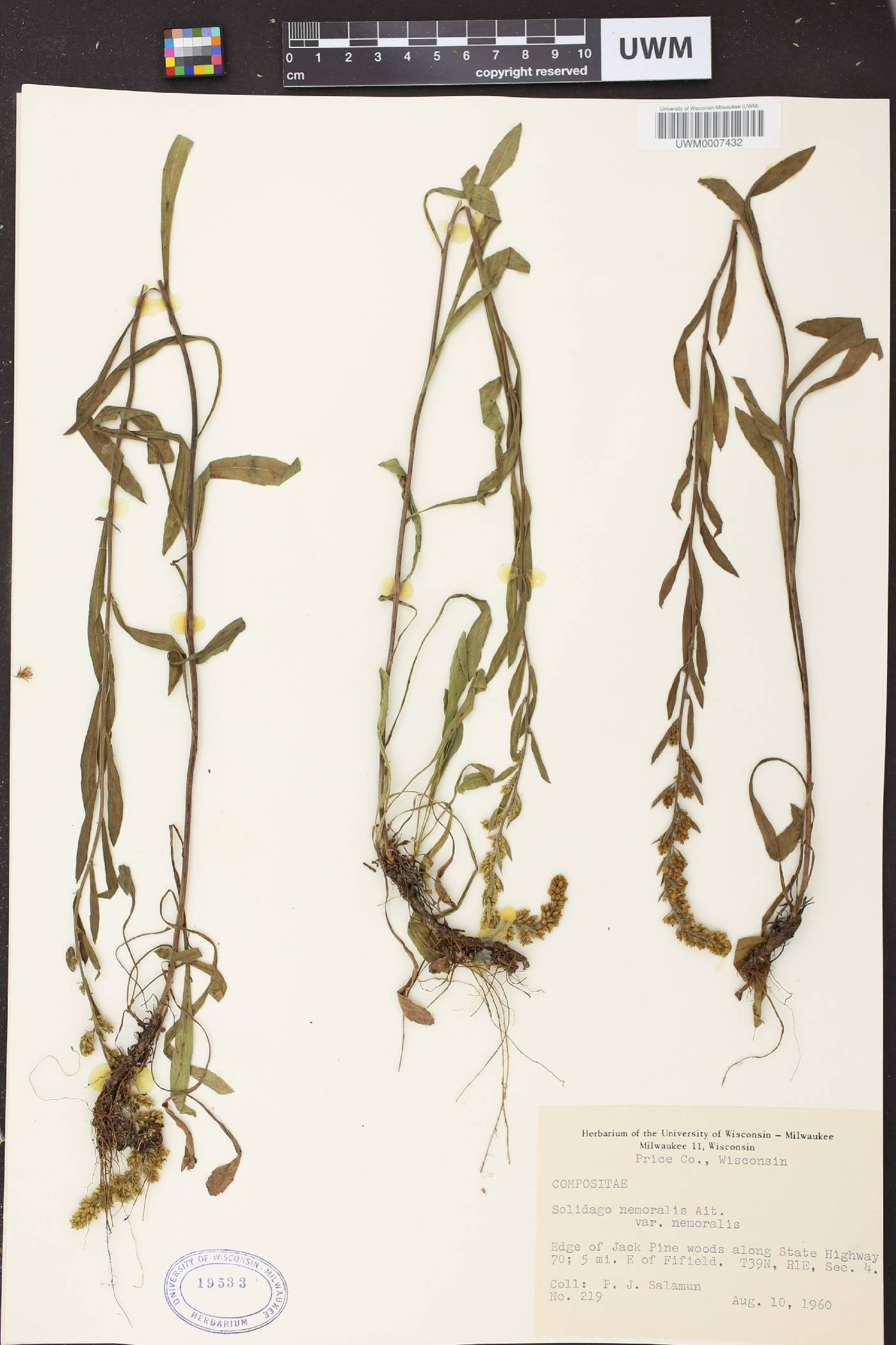 Solidago nemoralis image