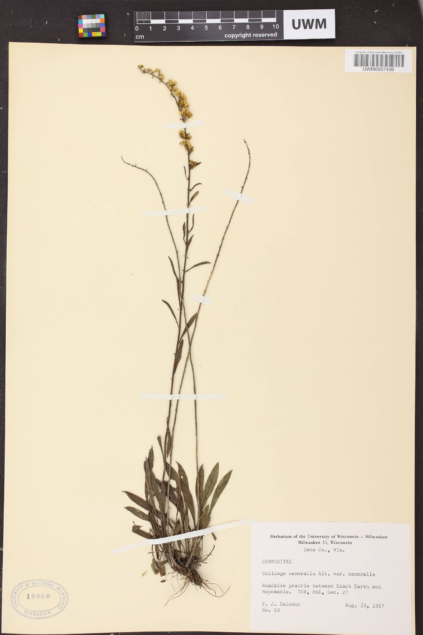 Solidago nemoralis subsp. nemoralis image