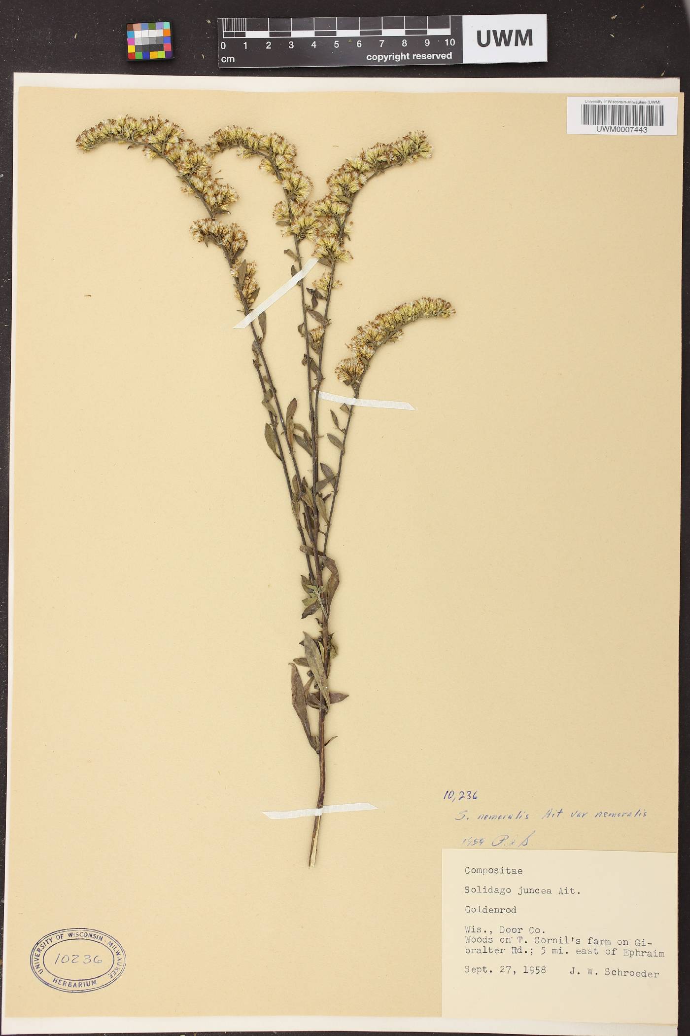 Solidago nemoralis subsp. nemoralis image