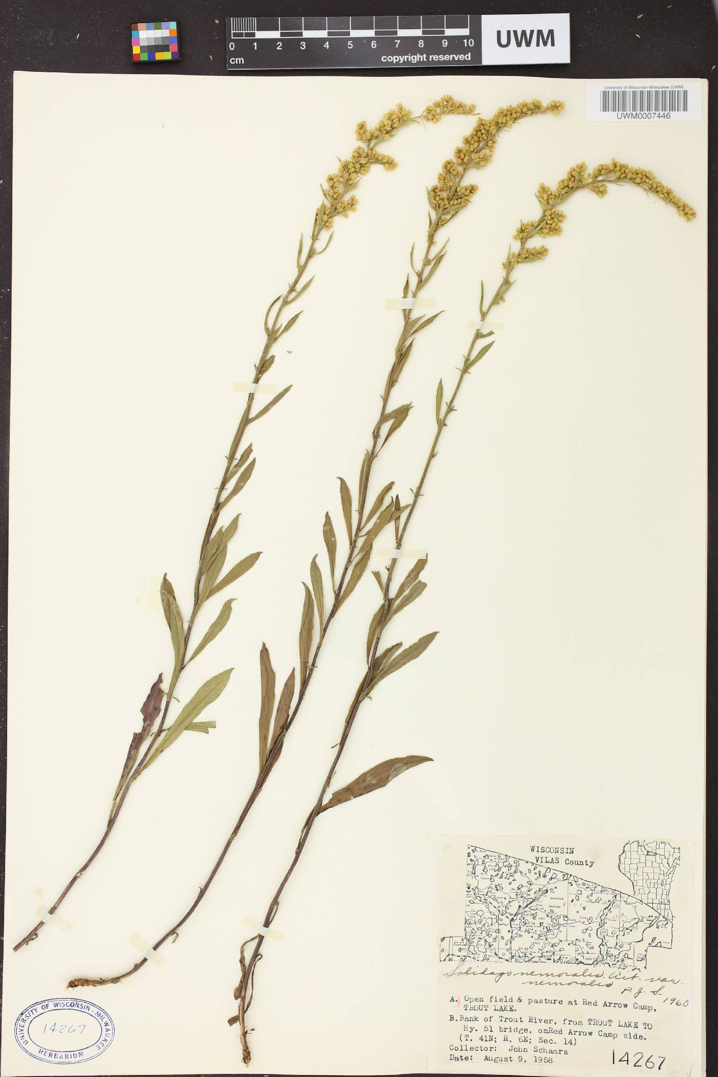 Solidago nemoralis image