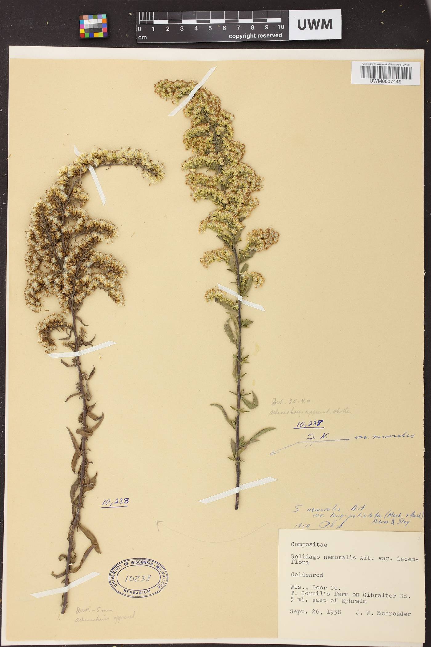 Solidago nemoralis image