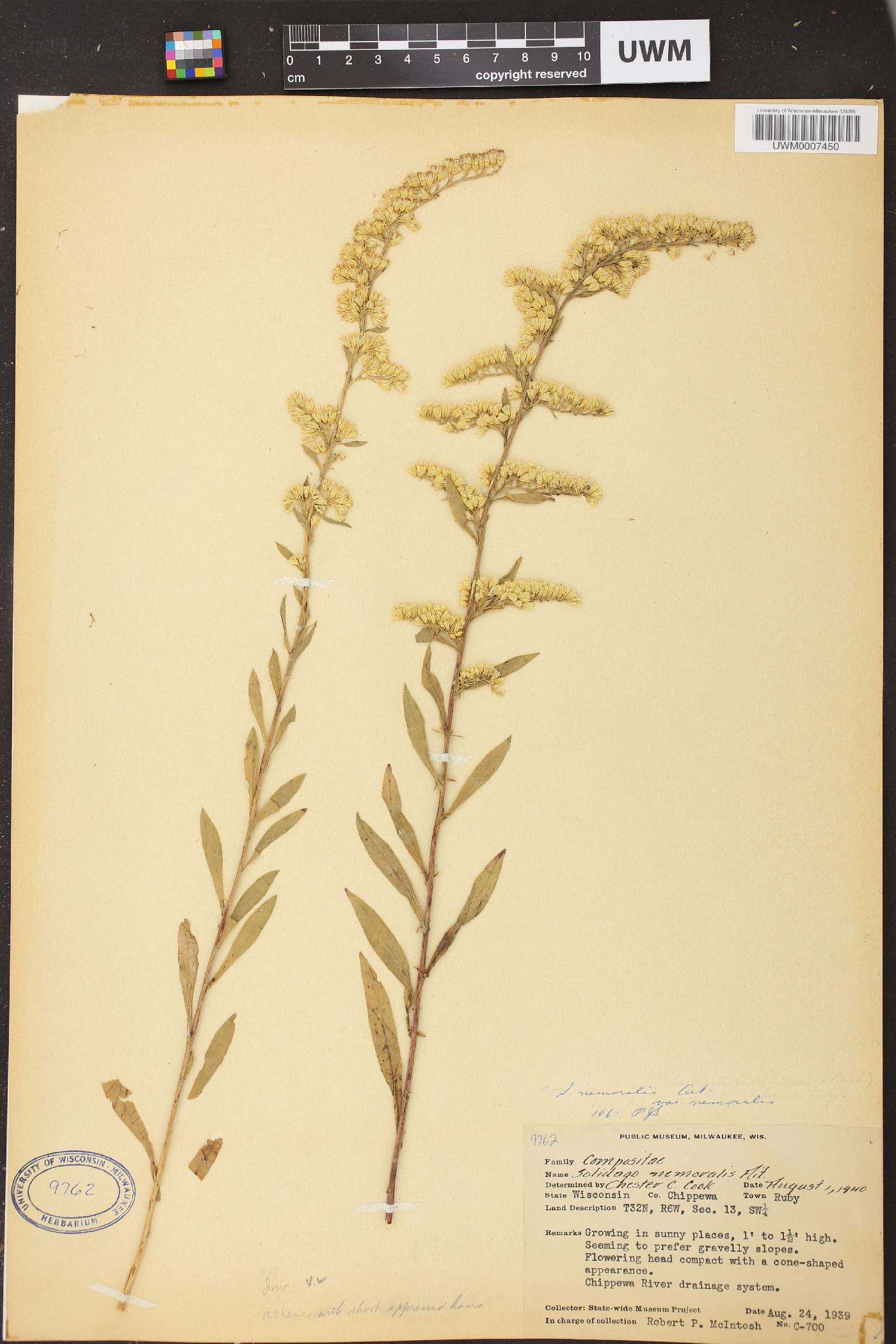 Solidago nemoralis image